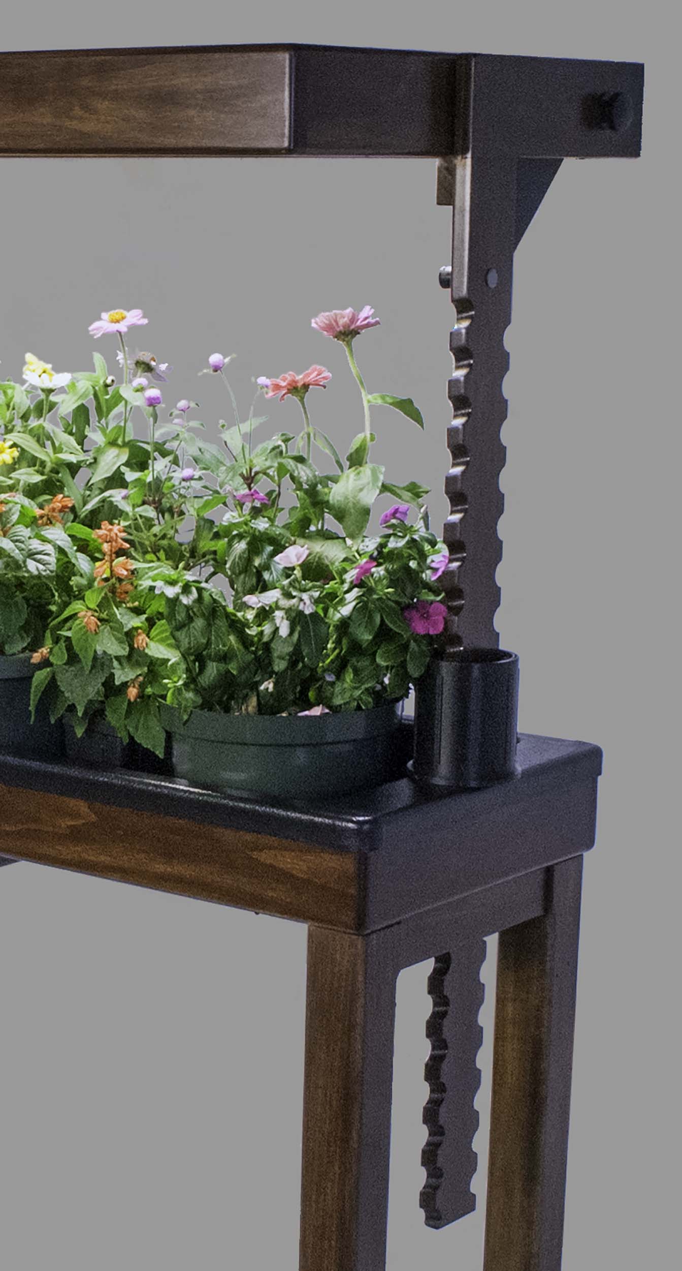 Raise the height of the grow lights as your plants grow