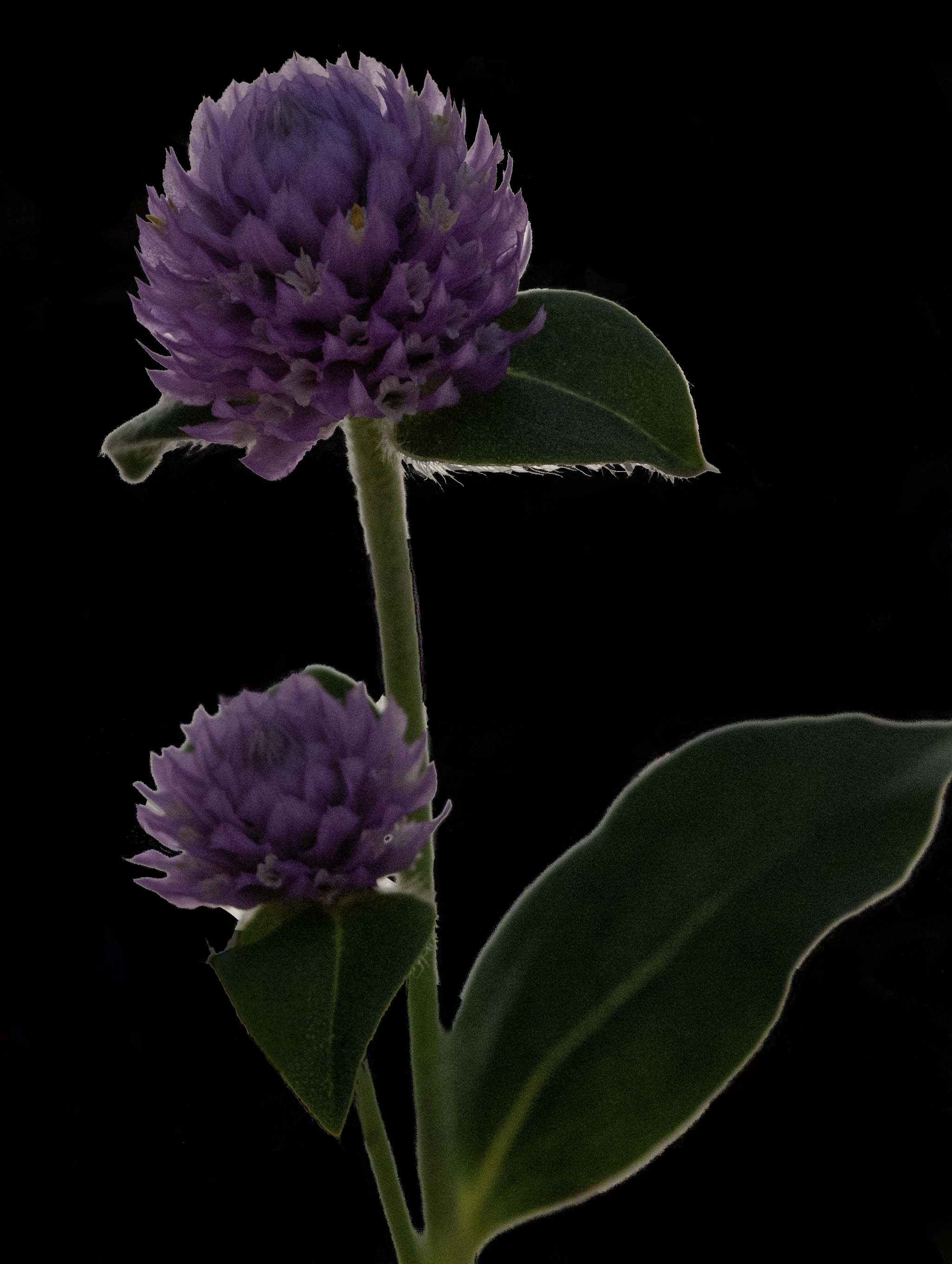 Gomphrena Ping Pong Lavender (Globe Amaranth)