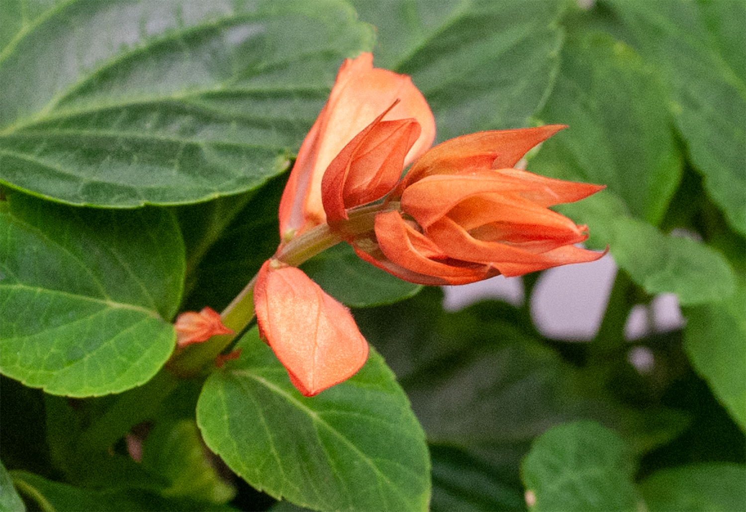 Salvia Sizzler