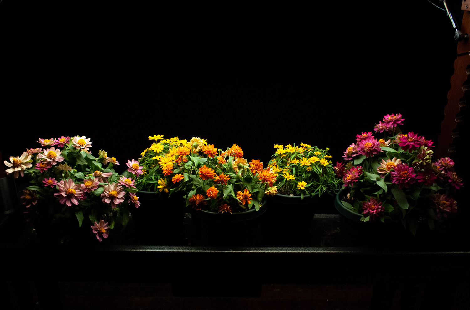 BloomInLight with mixed dwarf Zinnias