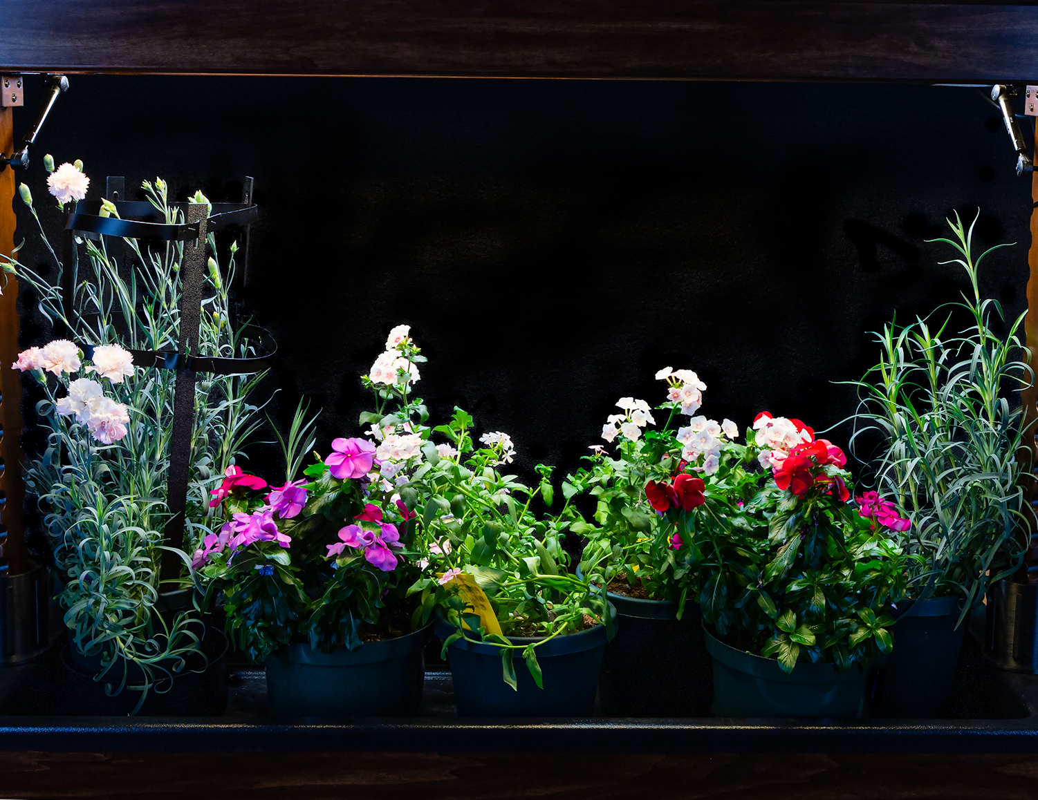 BloomInLight with Carnations, Vinca, and Phlox