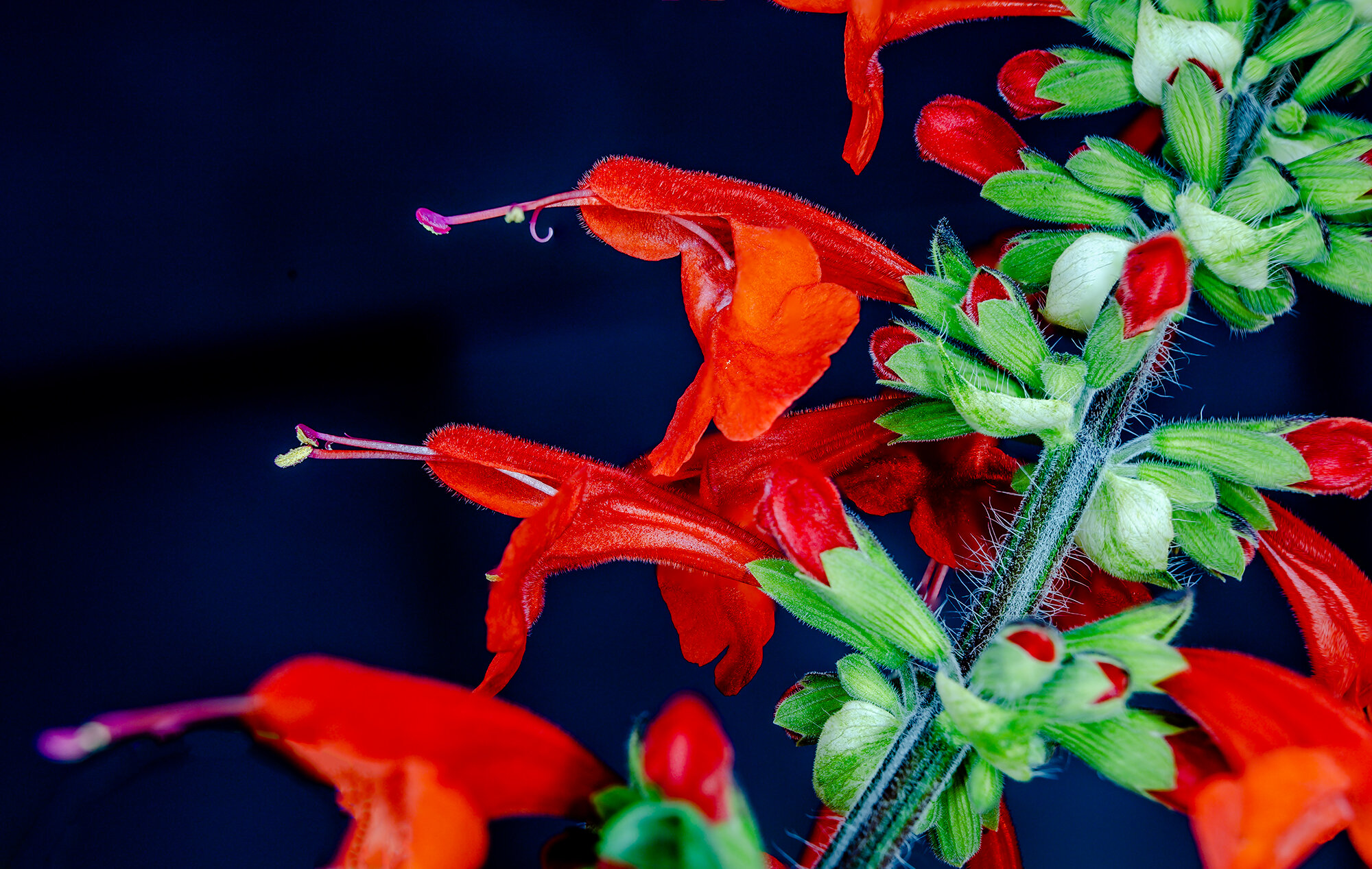 Salvia Masquerade