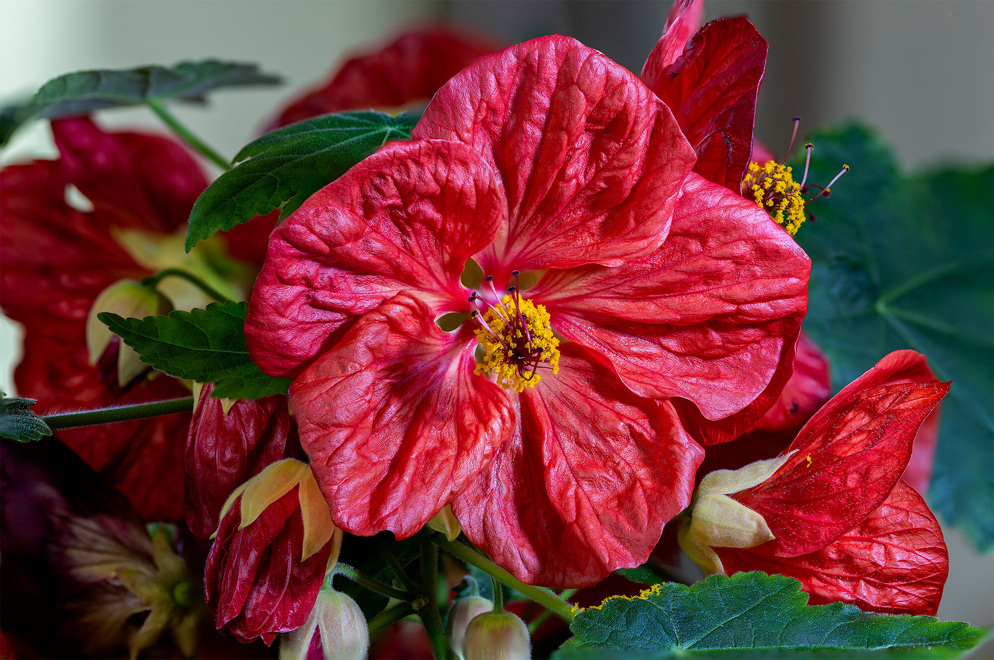 Flowering Maple Crepe de Chine