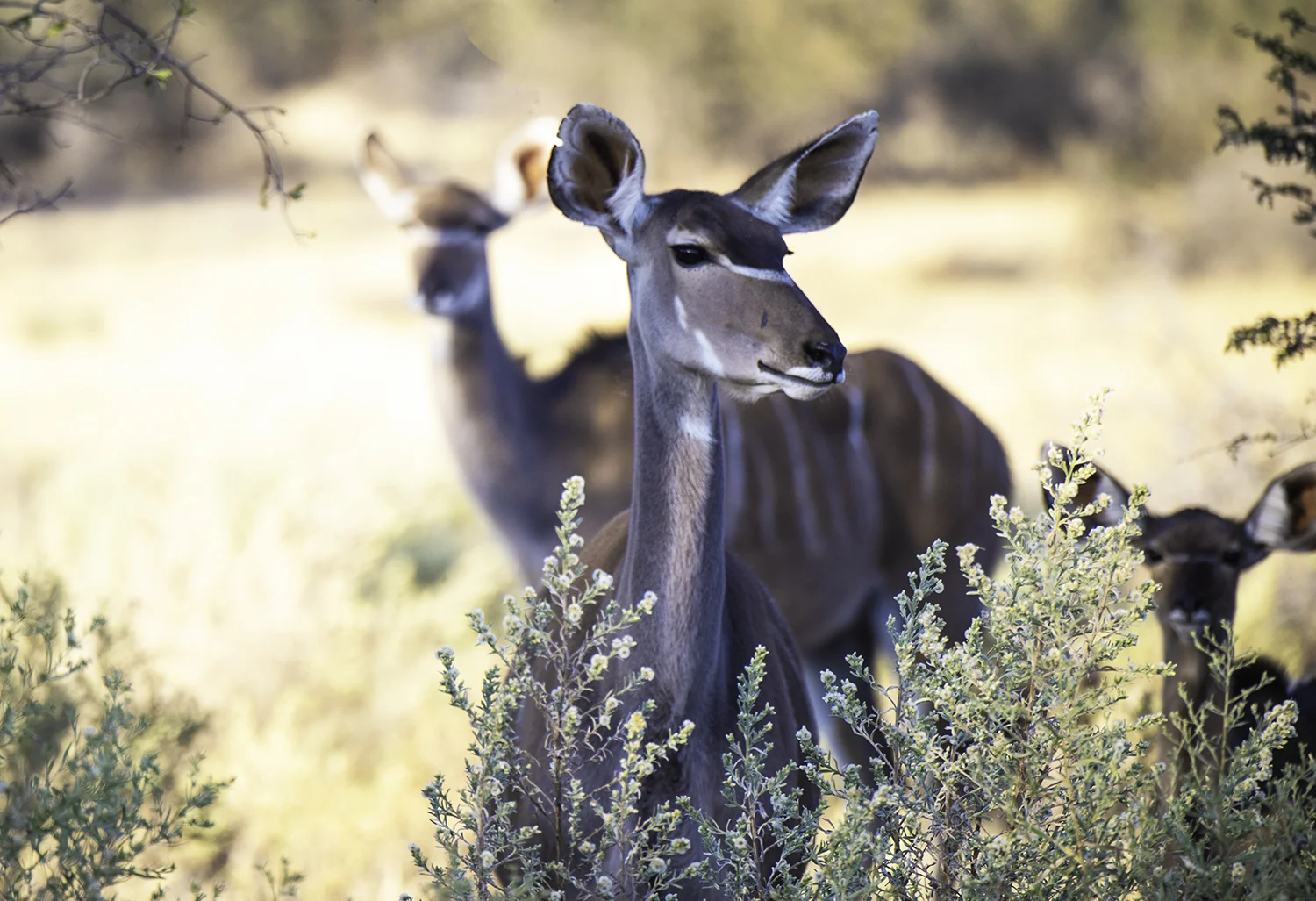 Female Kudu