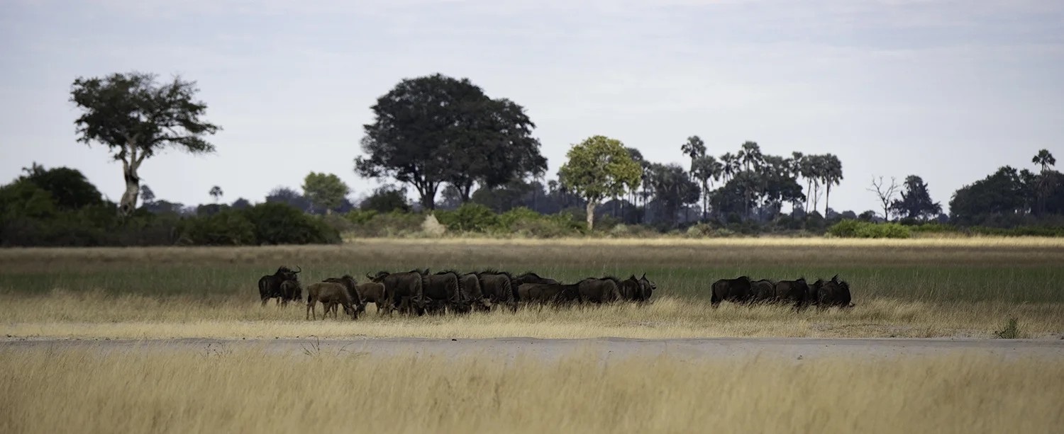 Herd of Wildebeest - Panorama Image