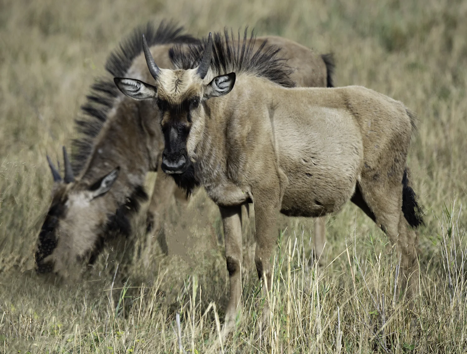 Wildebeest