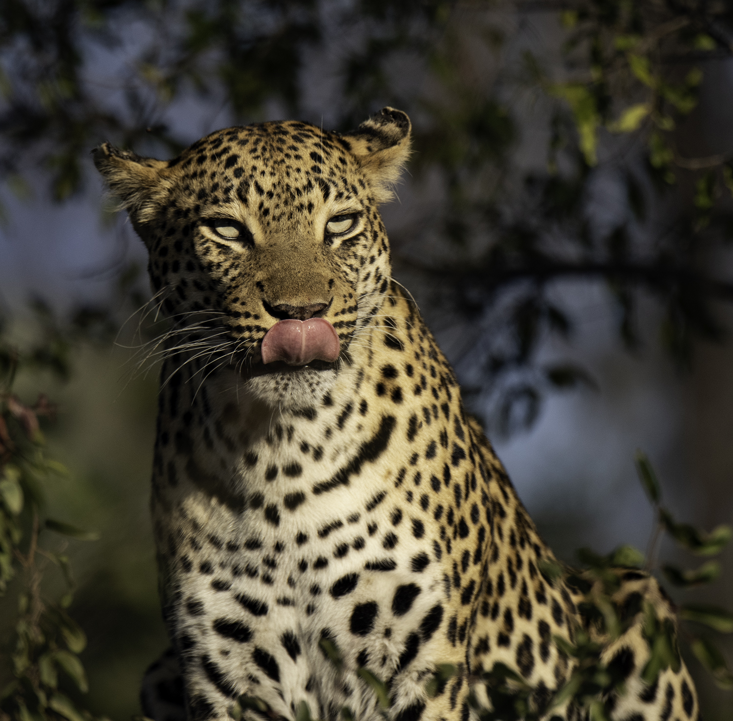 Leopard on a Tree