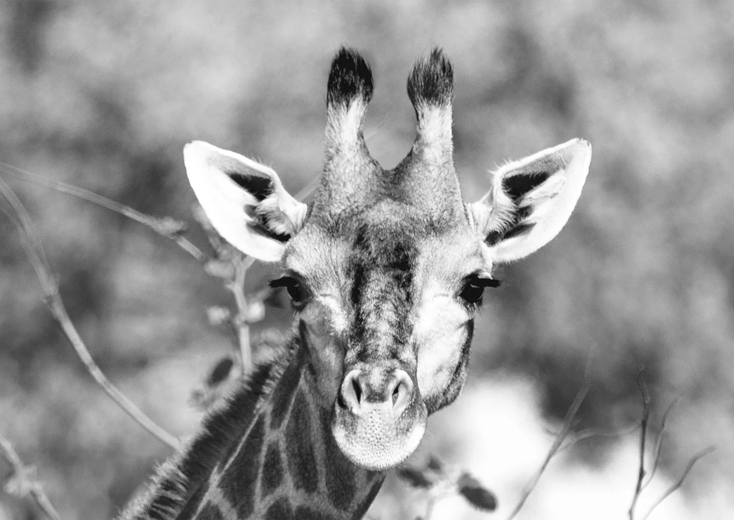 Giraffe-Portrait