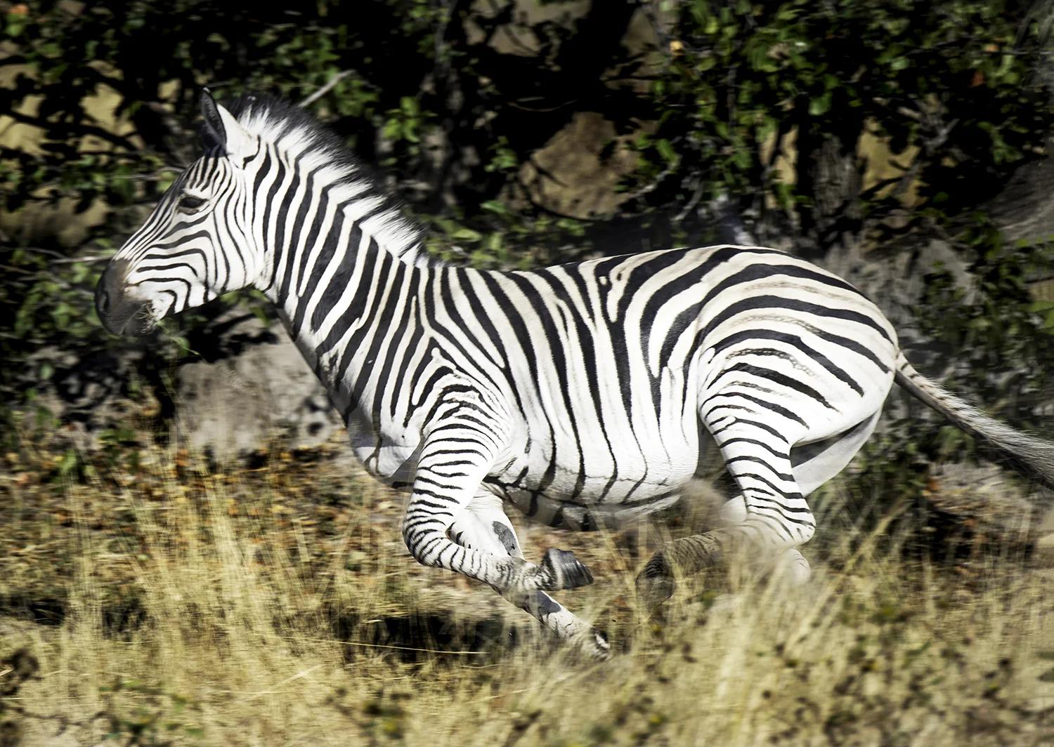 Zebra in Flight