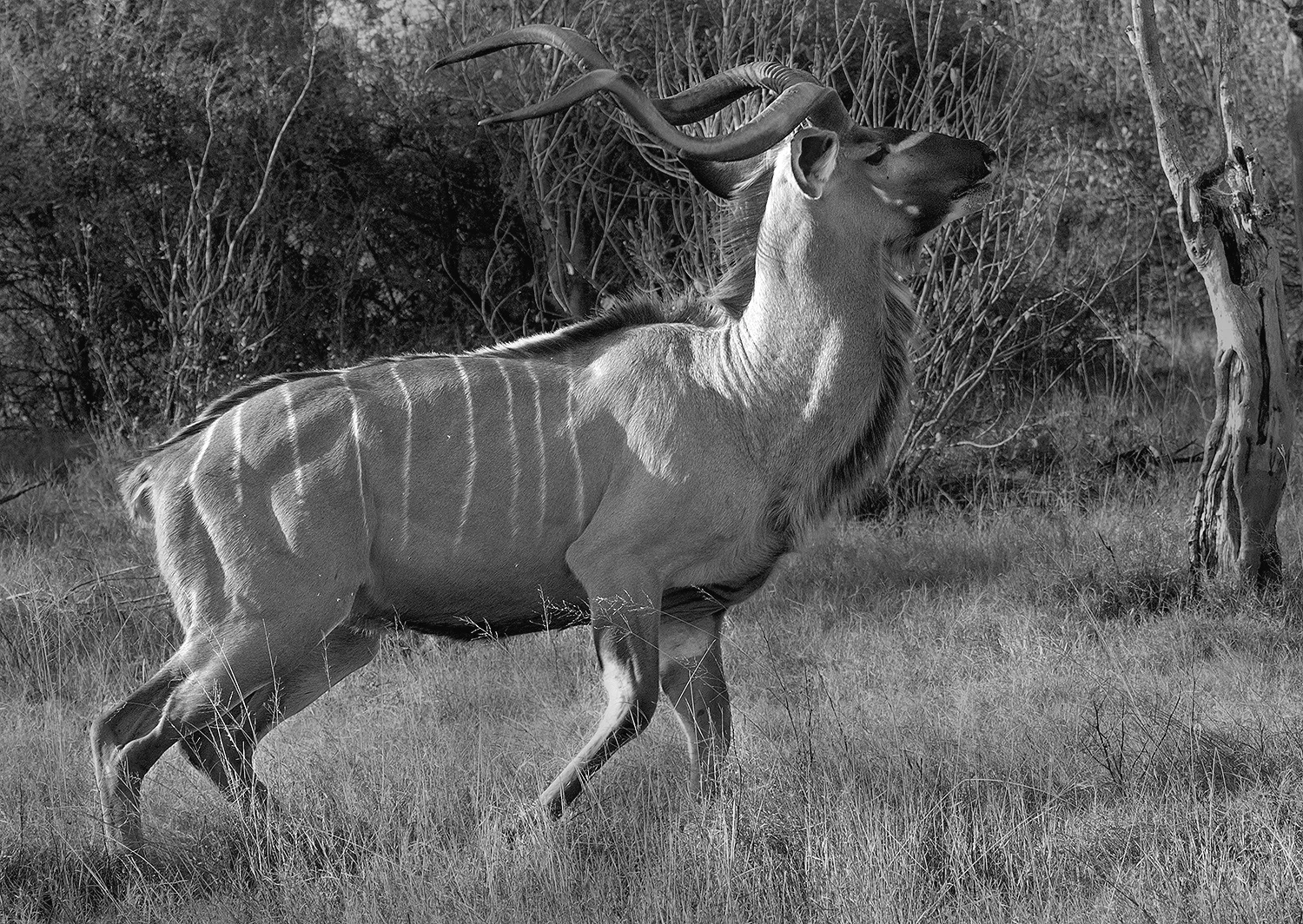 Male Kudu