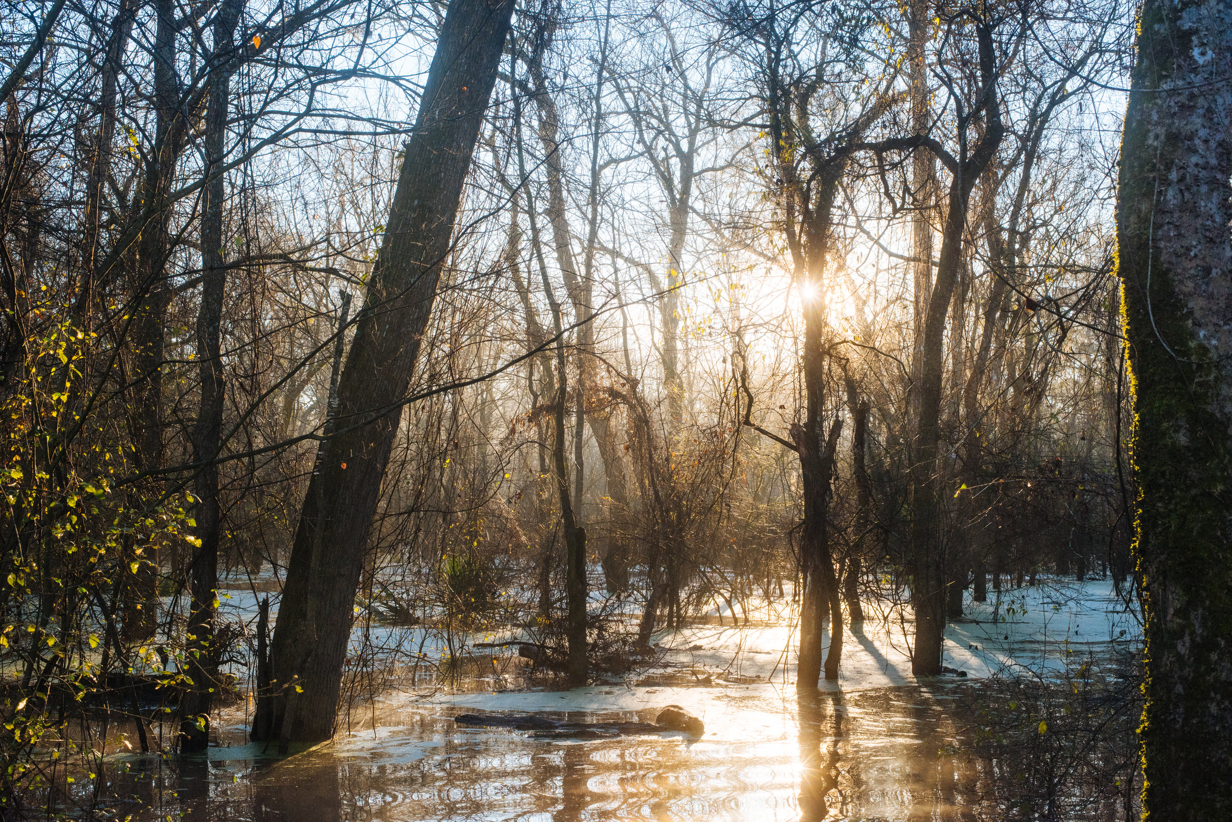 FLOODED TIMBER