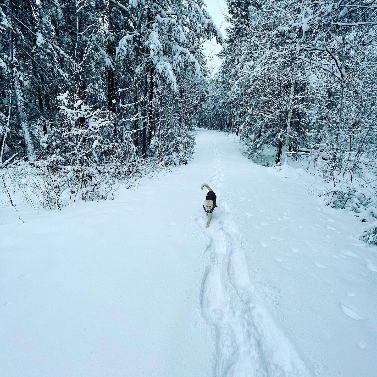 We got a nice layer of fresh powder on Tuesday and have more snow on the way!

Make sure to take advantage of our ski and stay packages with Dartmouth Skiway this season, or enjoy the many snowshoeing and cross country skiing options in Lyme.