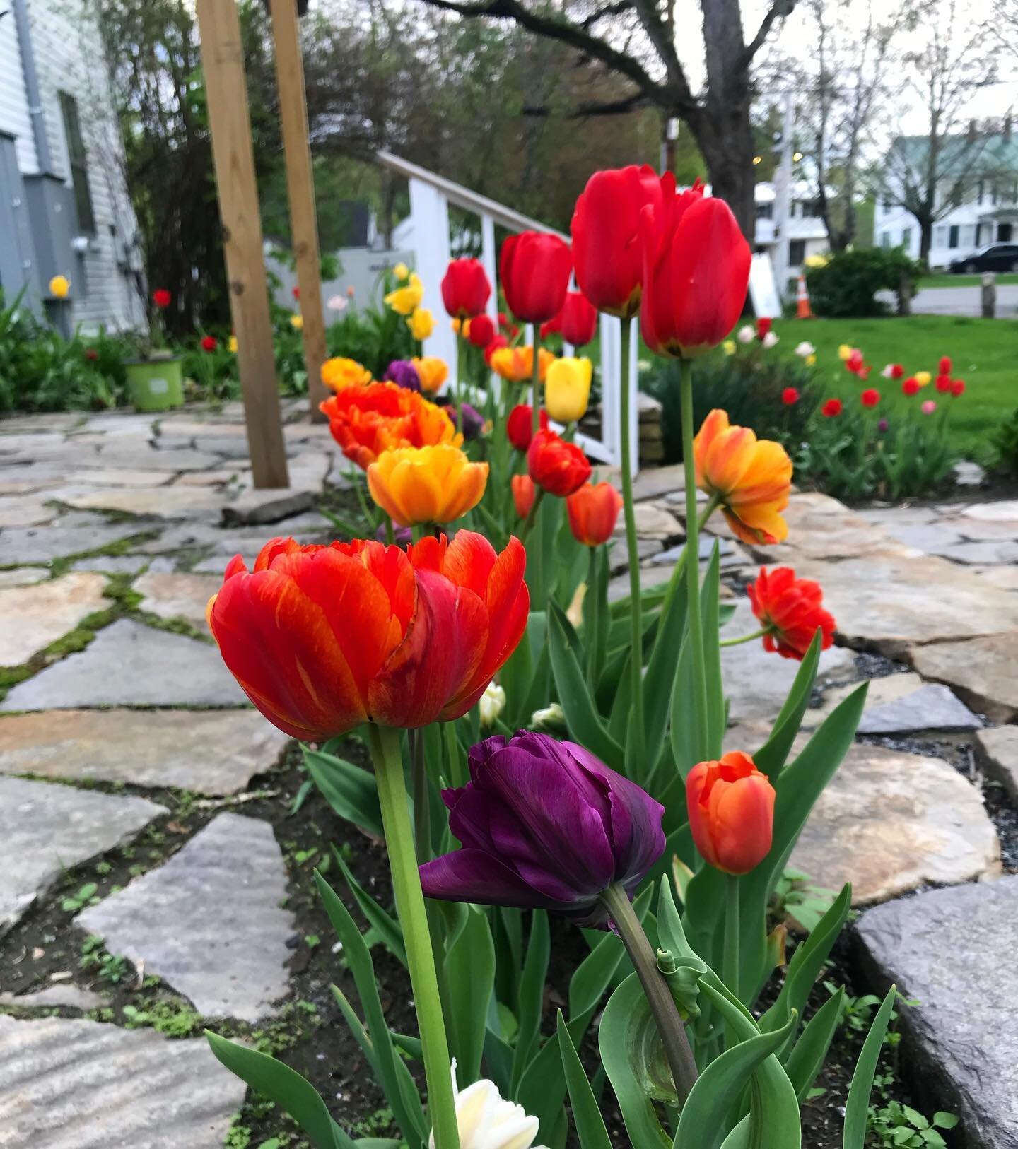 We can&rsquo;t wait to have these blooming outside our doors again! Our family and staff hope everyone is staying safe and healthy! 
#dowdscountryinn #springtime #springblooms #tulips