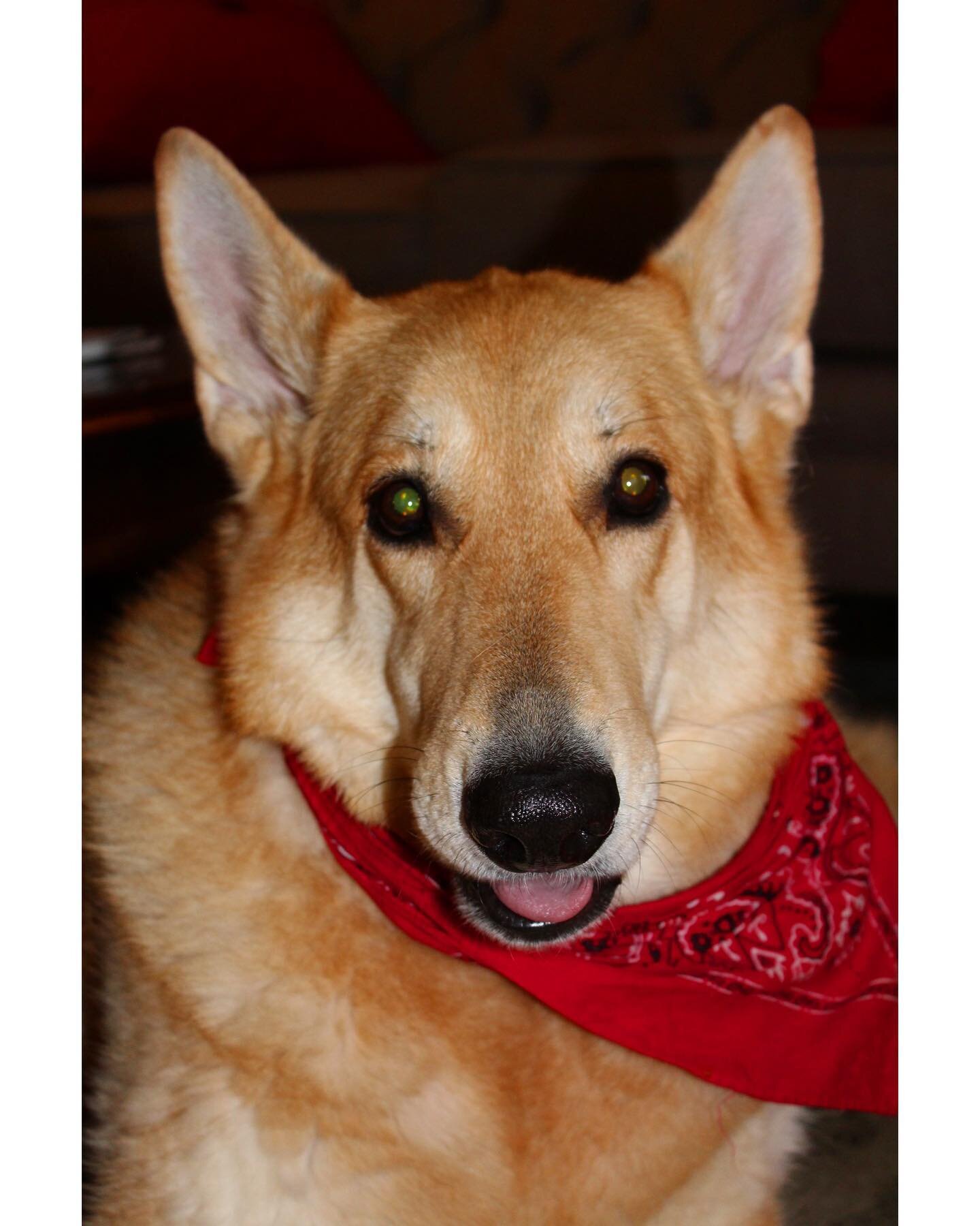 Meet Marley! She&rsquo;ll bark loudly the second you walk through the door, but is the sweetest girl. This 7 year old loves her mama, belly rubs, and being the boss #dowdscountryinn #dogfriendly #petfriendly #bedandbreakfast #lymenh #germanshepherd