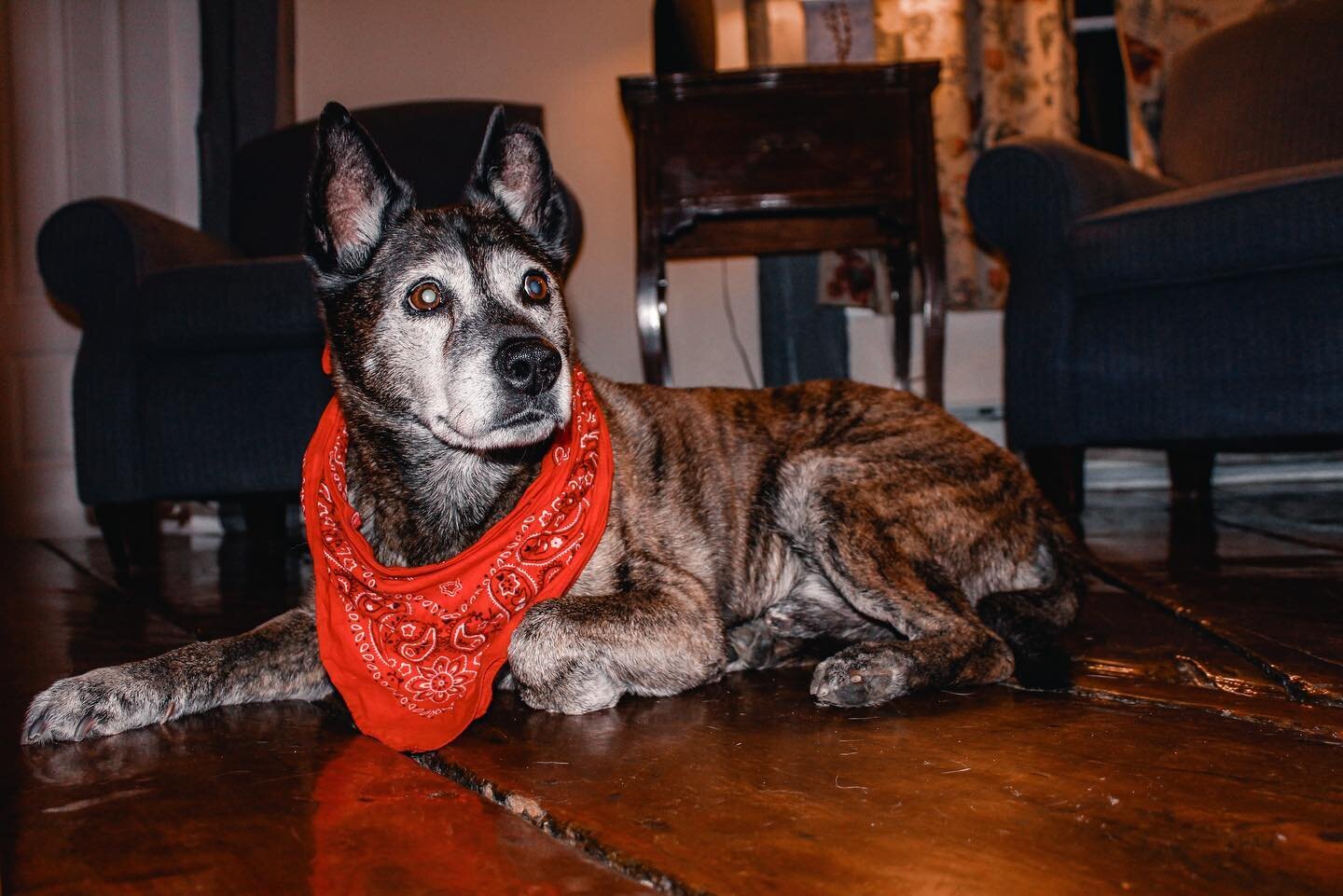 Meet our old man Otis! This 15 year old is our only male dog; he loves to play with the puppies and roll around in the snow. Come by to meet him! #dowdscountryinn #petfriendlyinn #lymenh #dogfriendly #oldman #australiancattledog