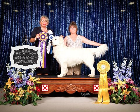 purebites cat treats