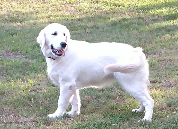 Clinton Oaks » Golden Retrievers