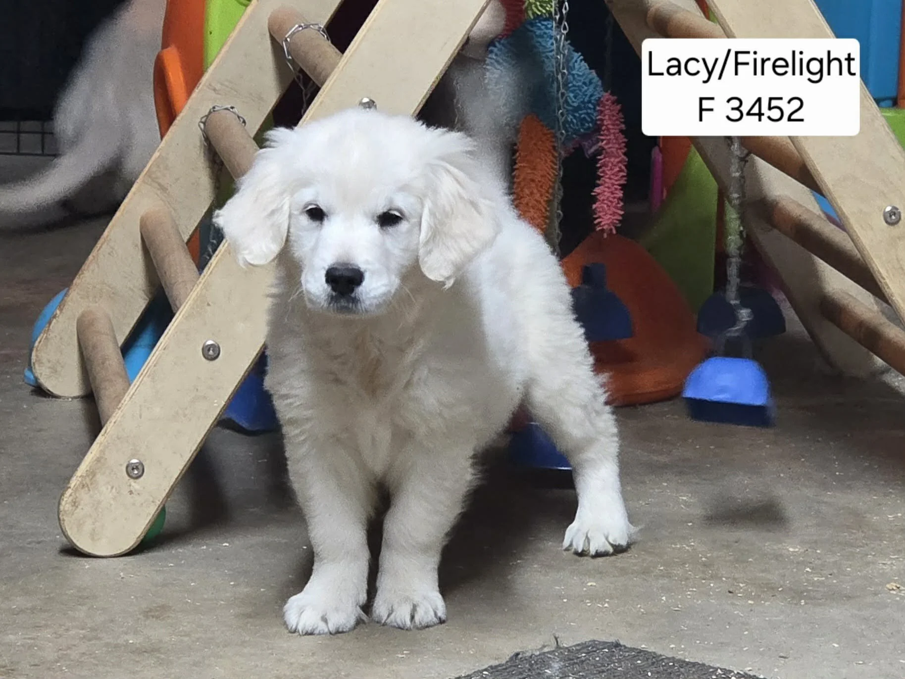Lacy Girl 3452 2025 2.jpg