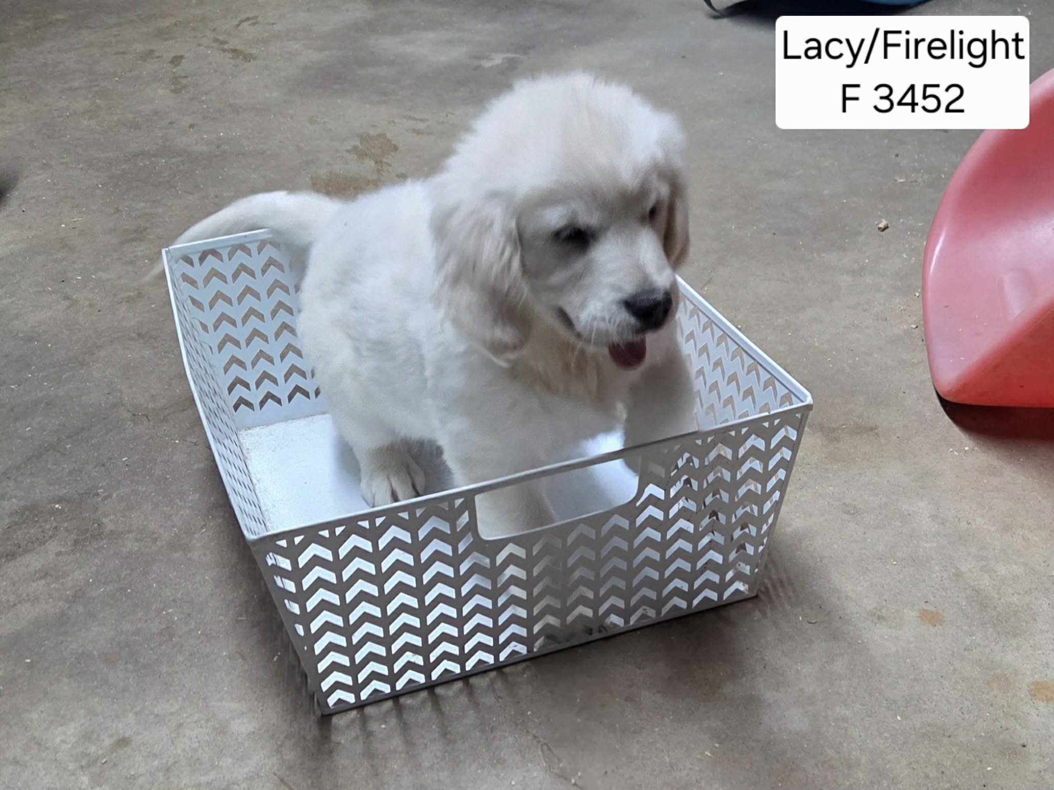 Lacy Girl 3452 2025.jpg