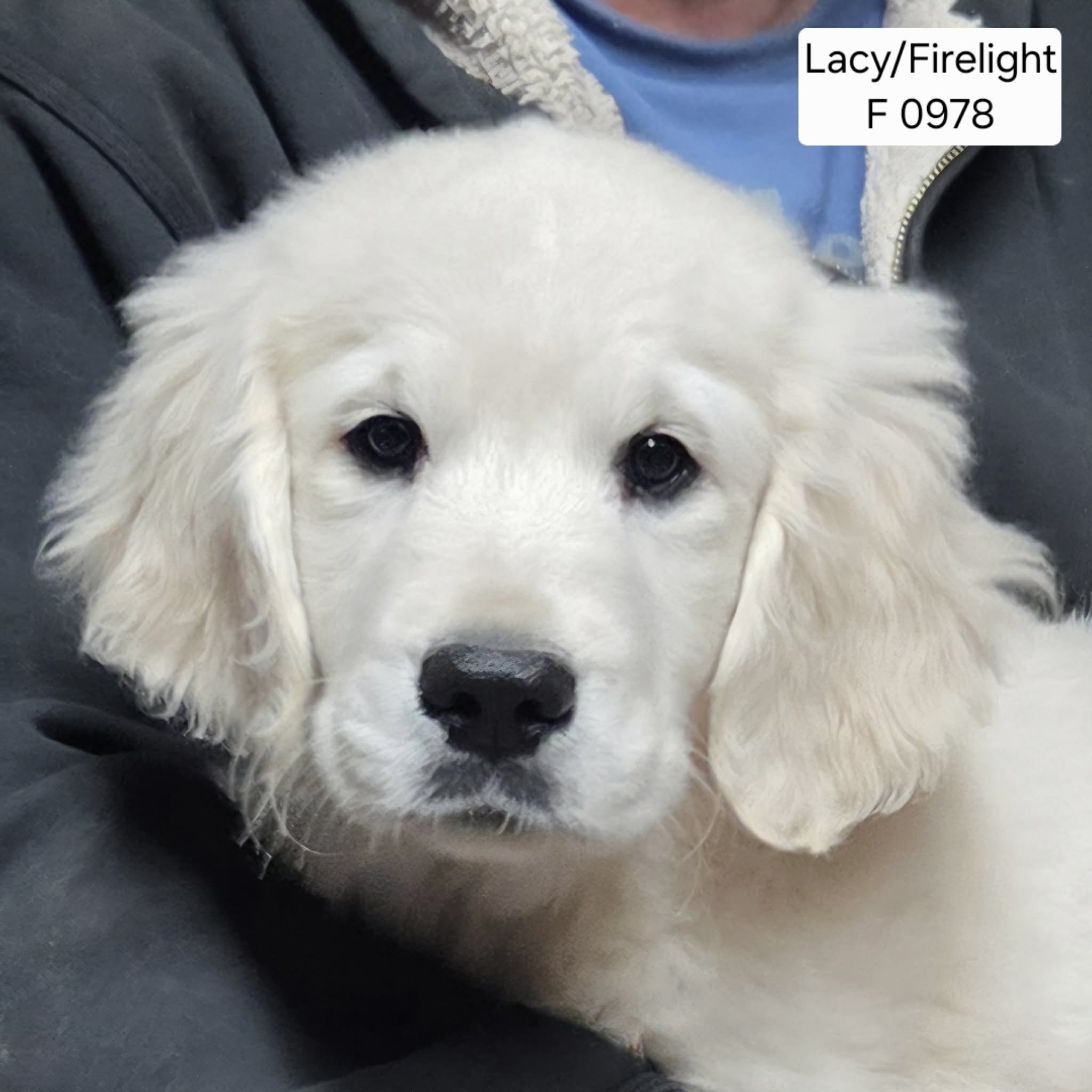 Lacy Girl 0978 2025.jpg