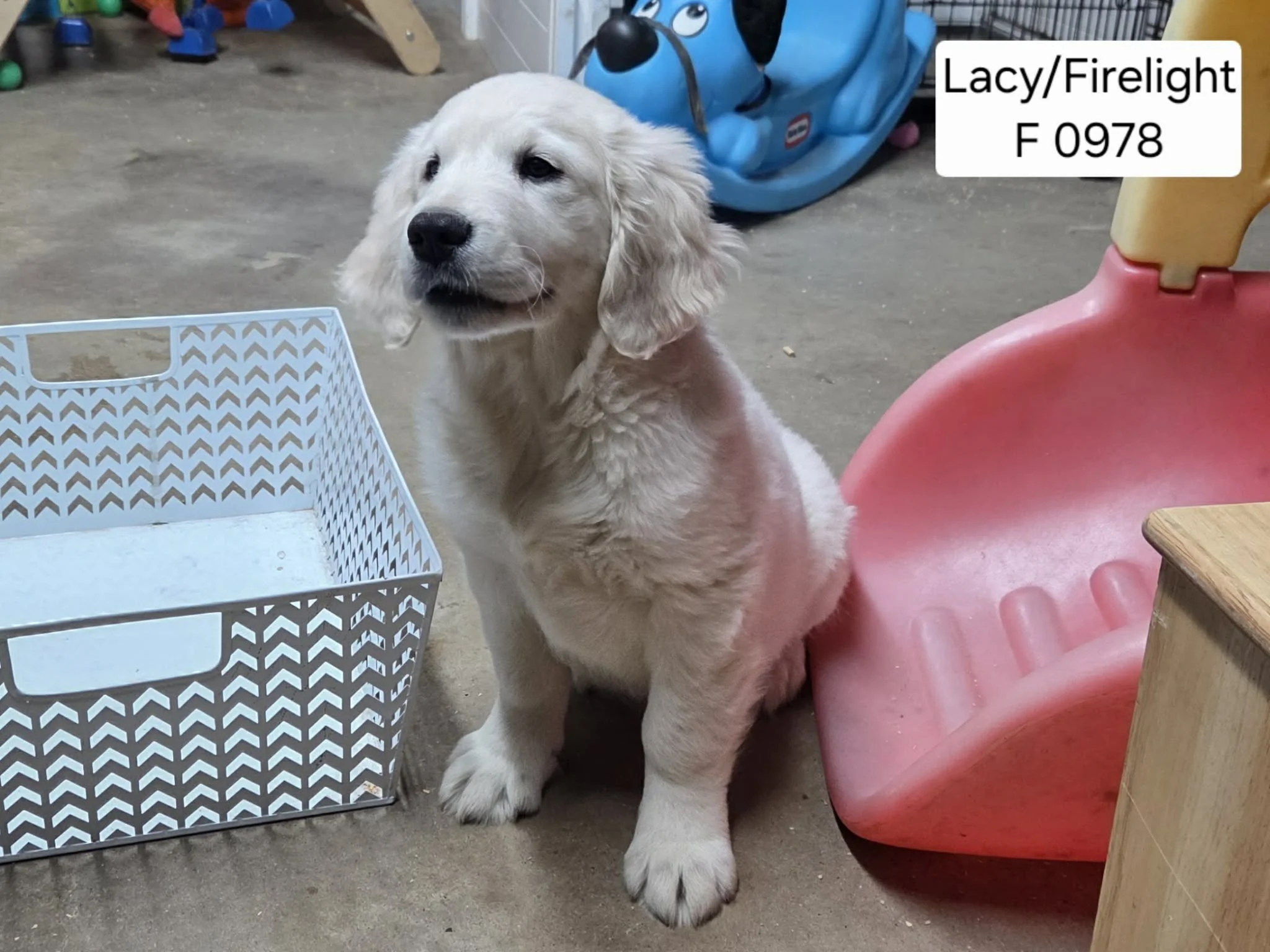 Lacy Girl 0978 2025 3.jpg