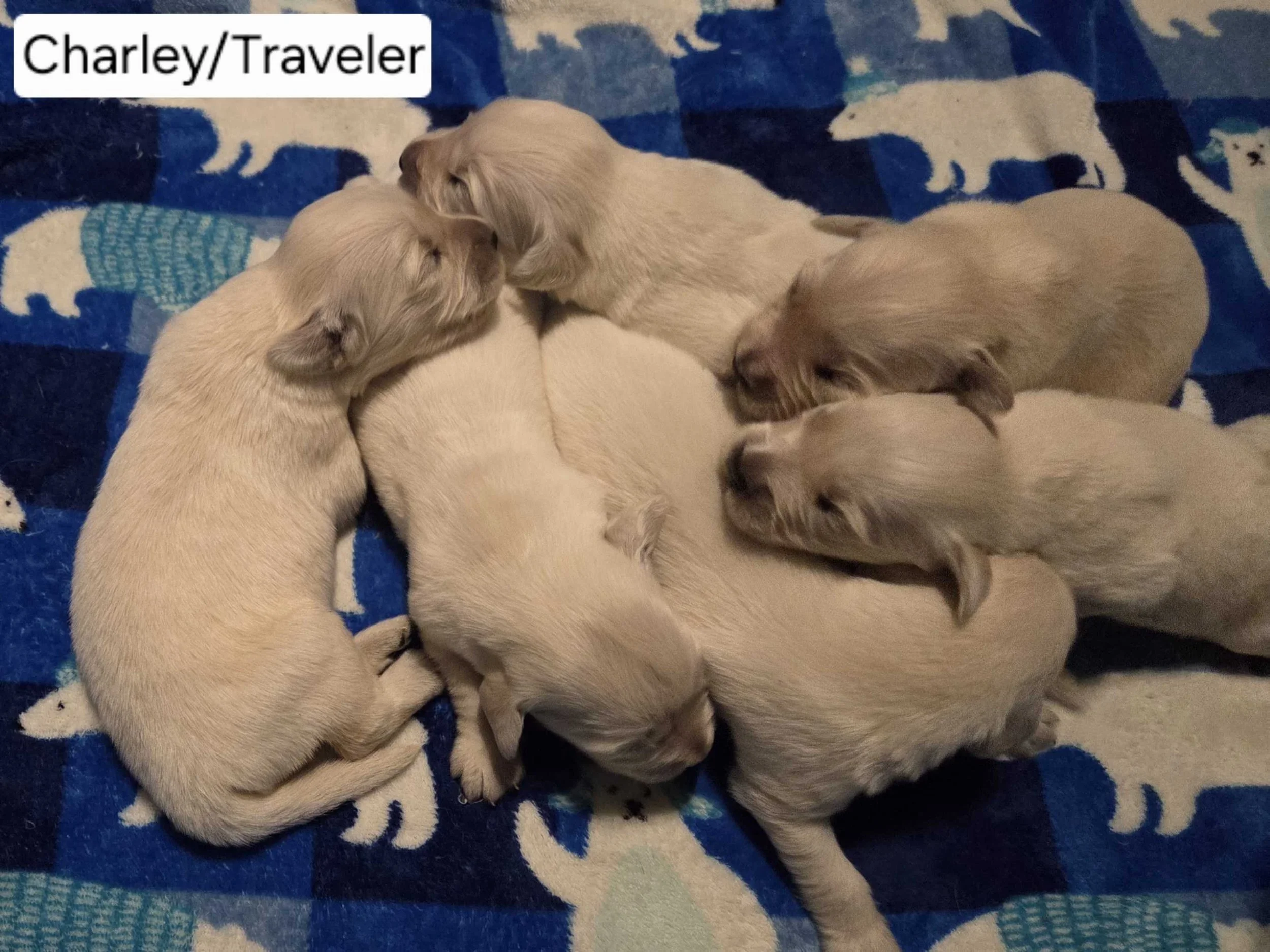 Charley Traveler May 2026 1.jpg