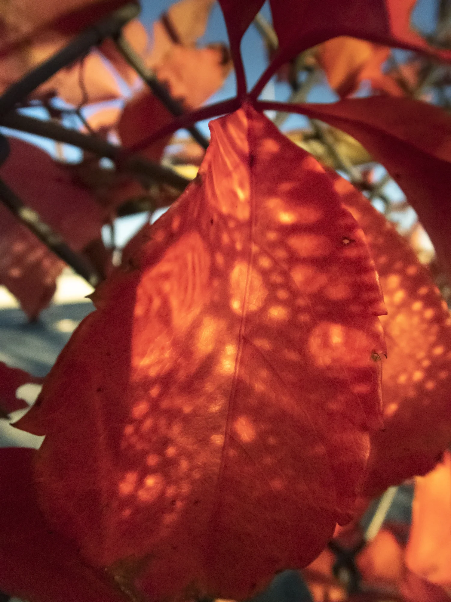 Red leaves (2019) - 20 x 15 pulgadas- Edición de 5 + 2 P/A, Impresión Inkjet / Inkjet print