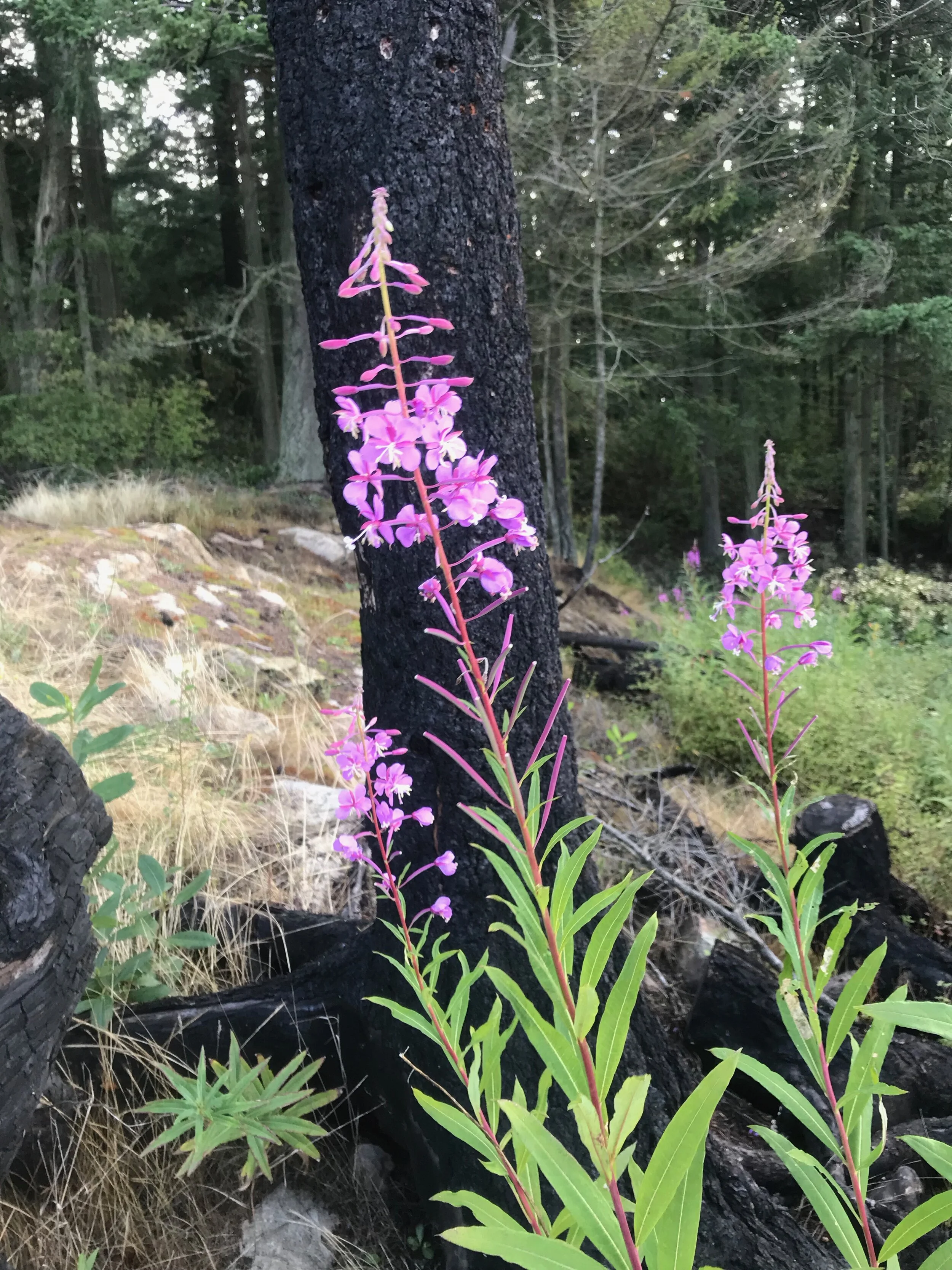 Fireweed Sprouting Temperate Rainforest Fireweed