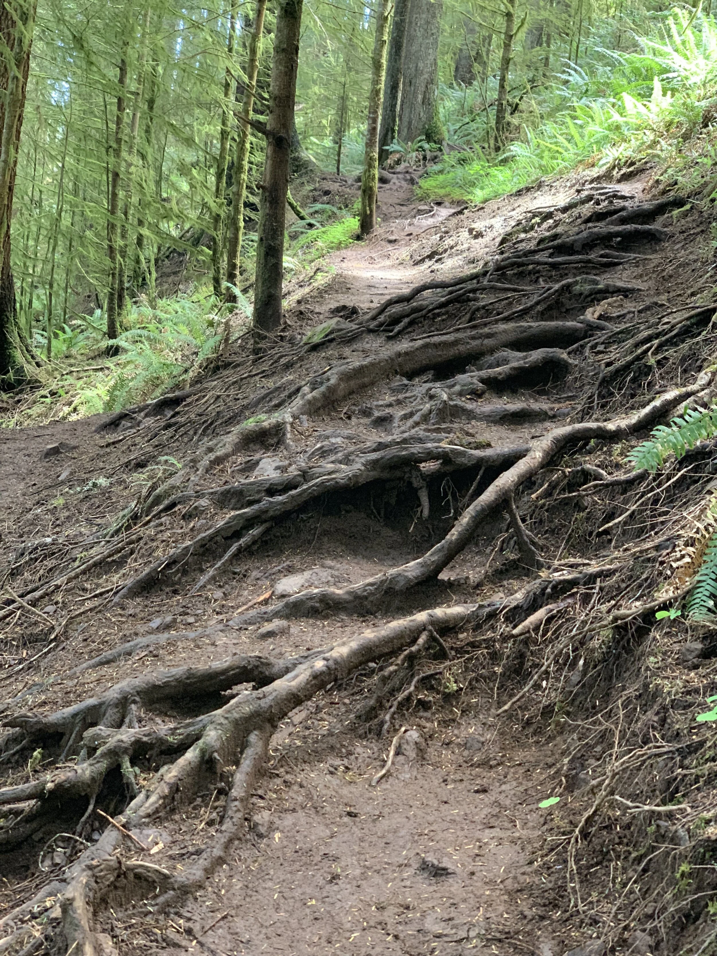 UphillRoots.jpg
