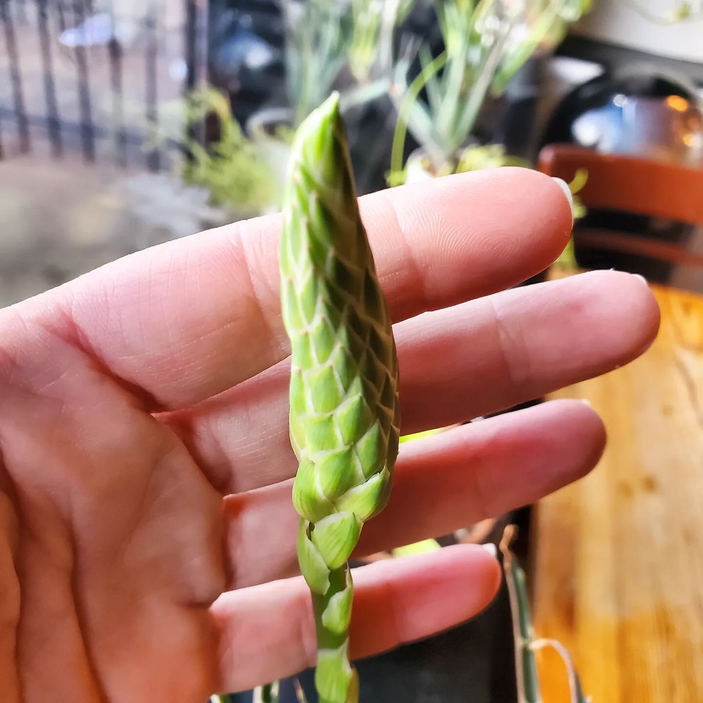 What is this growing from our aloe?