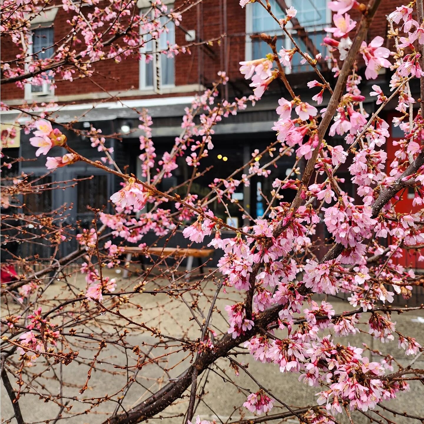 People! Our mini #cherryblossom is blooming right now! In the midst of a flurry this morning, she is thriving. 🩷