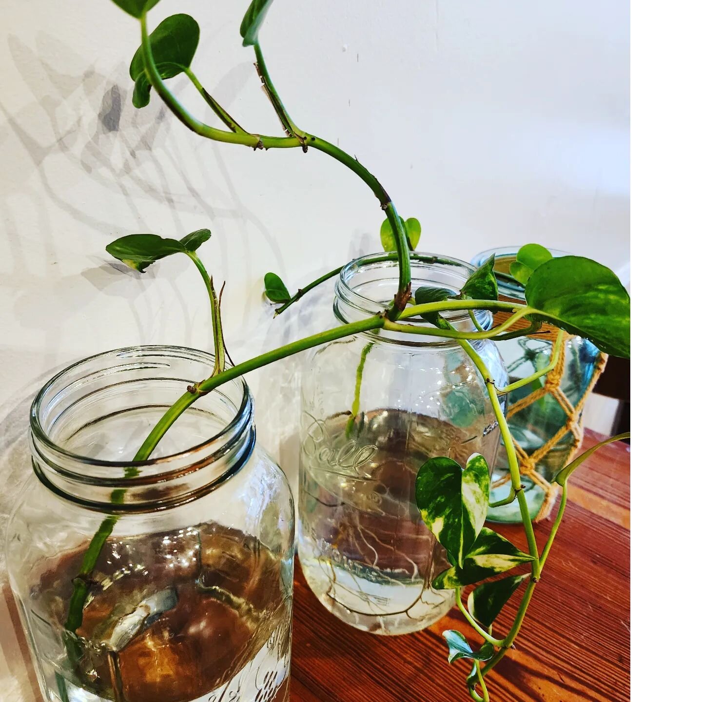 Take me! The plant cuttings we grow at Steeplechase Coffee are up for grabs. Please come by and take one home. Start your own little green home 🪴🌱