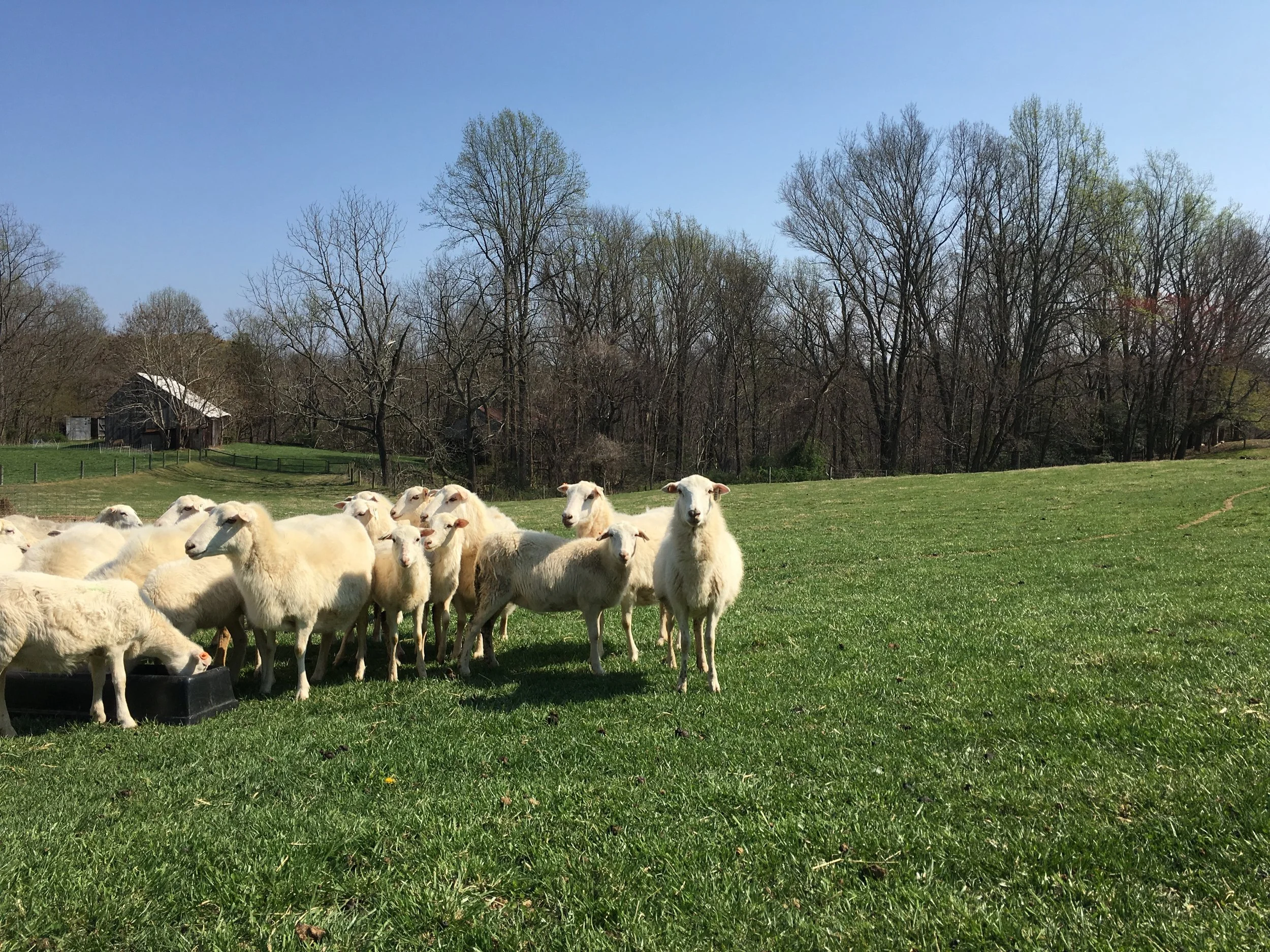 What are hair sheep?