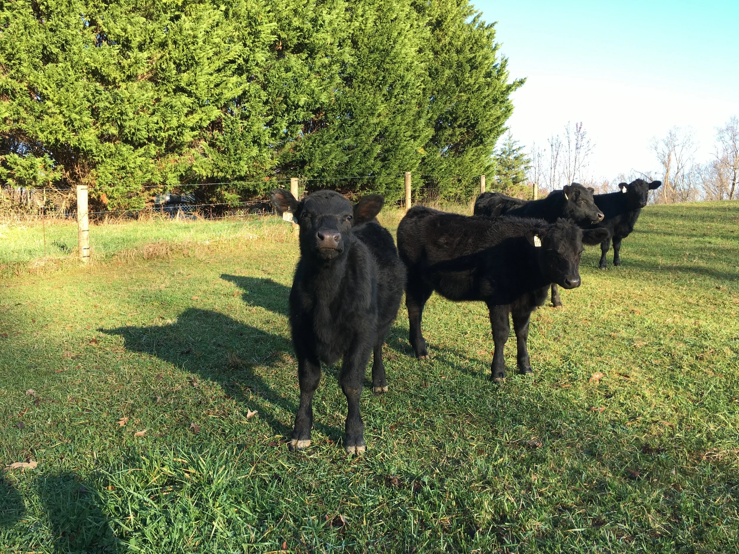 Reflections on Raising Meat