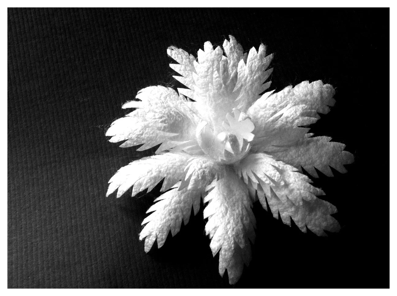 silk cocoon flower.jpg