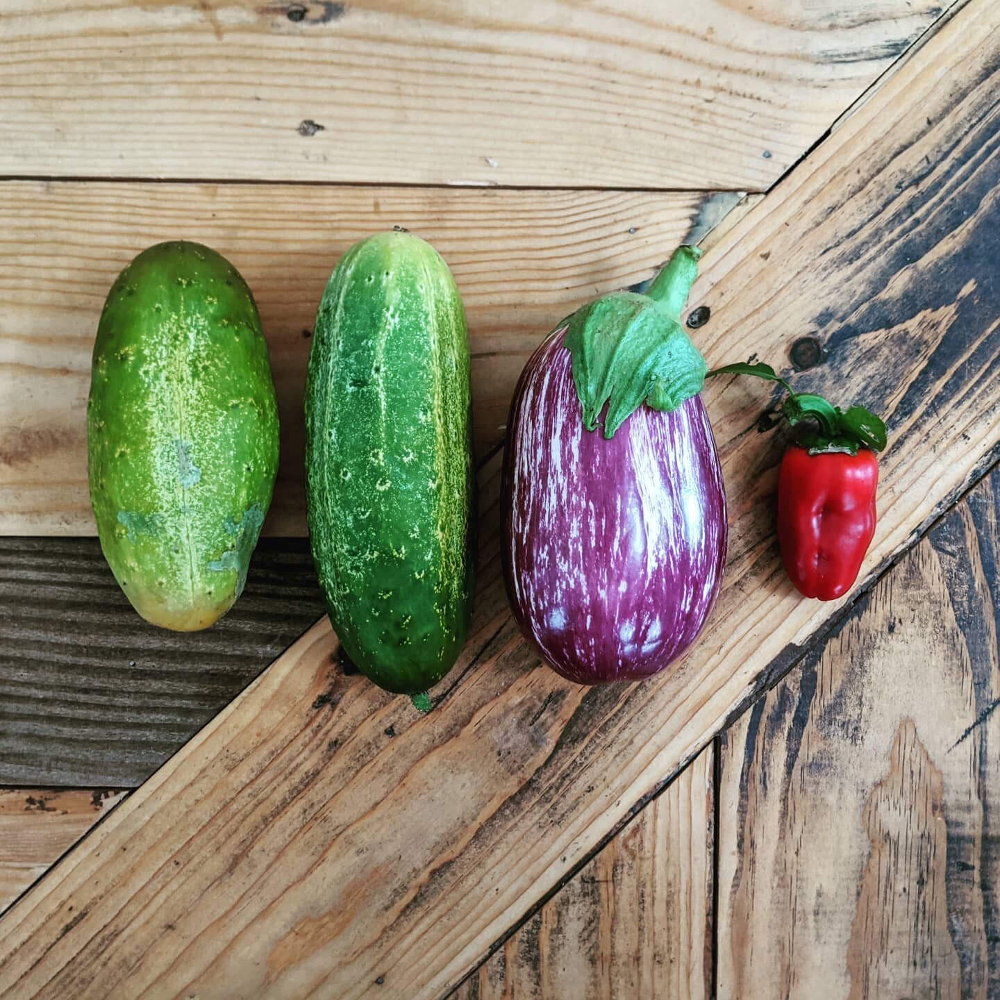 Today's harvest from the garden, I caught these cucumbers a little late as I wasn't expecting them for a week or so yet. I'll have to try them before I cut them up to make pickles! I am very excited for this eggplant and that little sweet pepper will