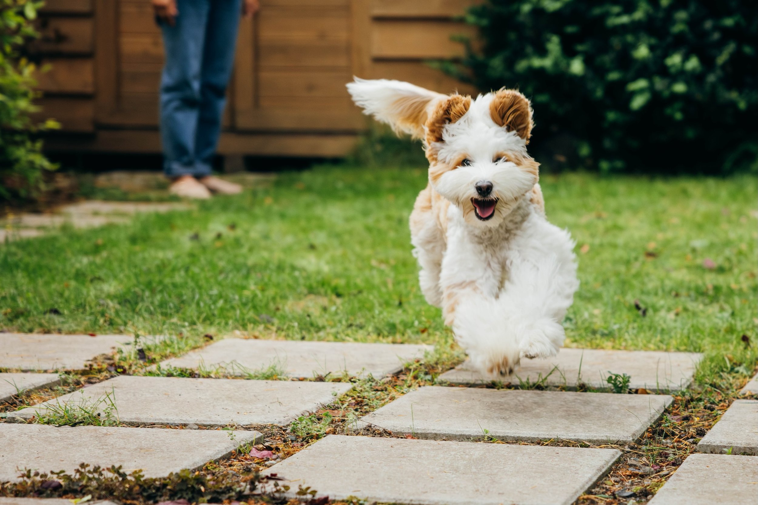 Why yes, you CAN book a session for your puppy! (And her friends) Here&rsquo;s a little TGIF post to head into the weekend with.