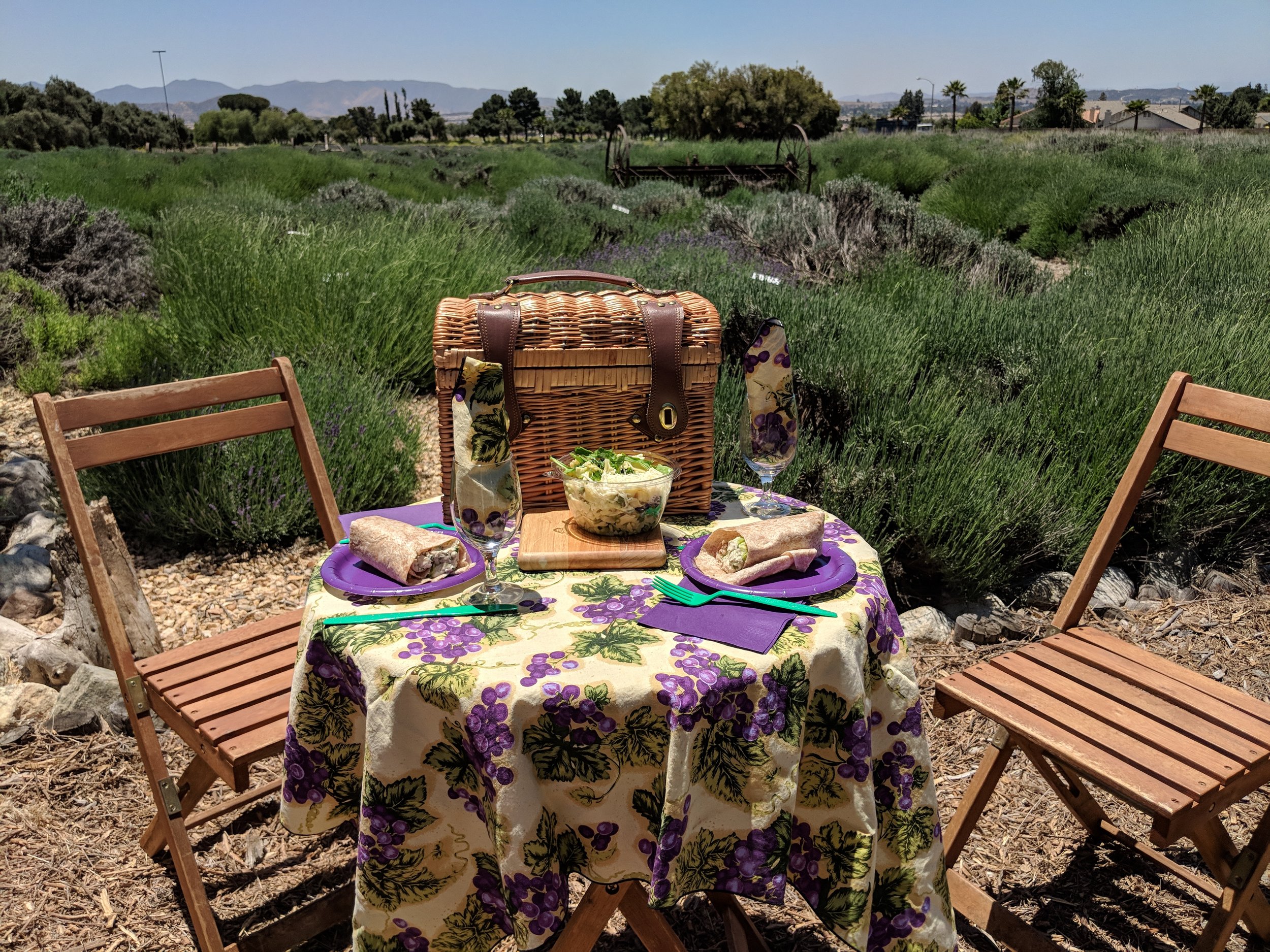 VB Picnics.  Picnic in the Lavender Fields Main Stream Events and PR Firm