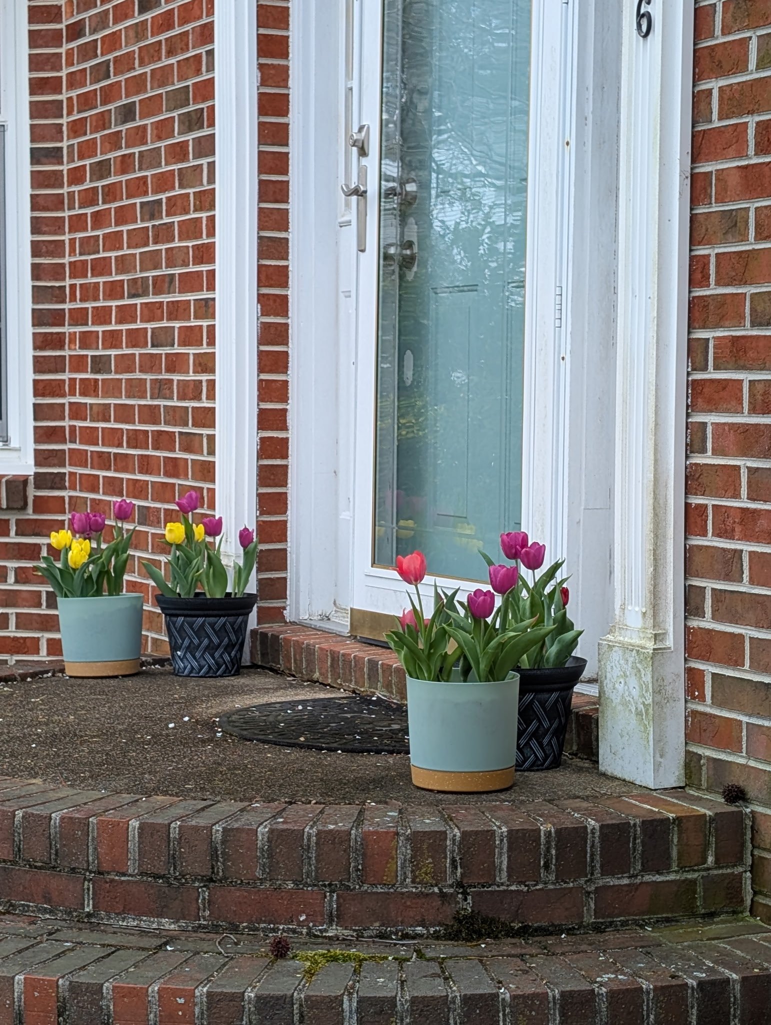 Kayla front door close up tulips.jpg