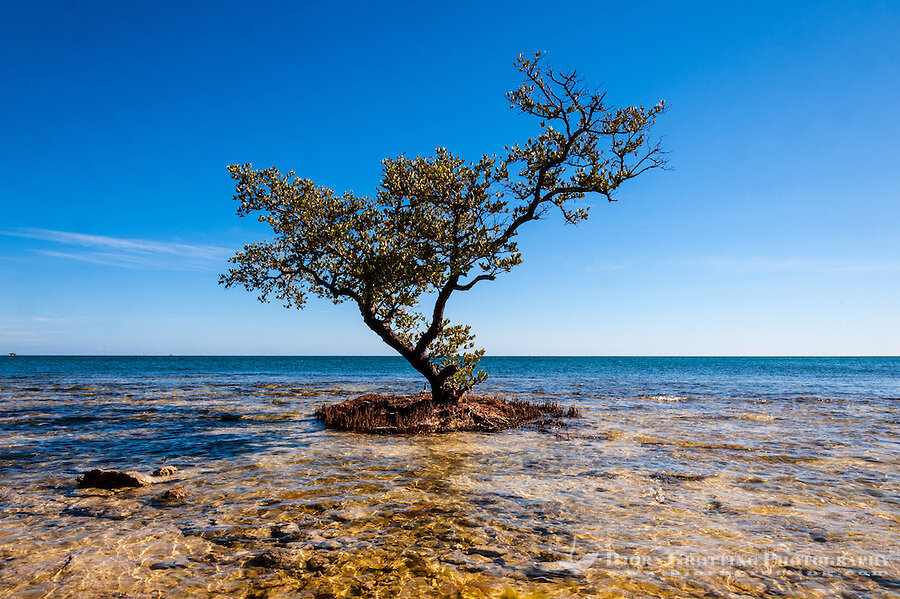United-States-Florida-Scout-Key-Mangrove-6573.jpg