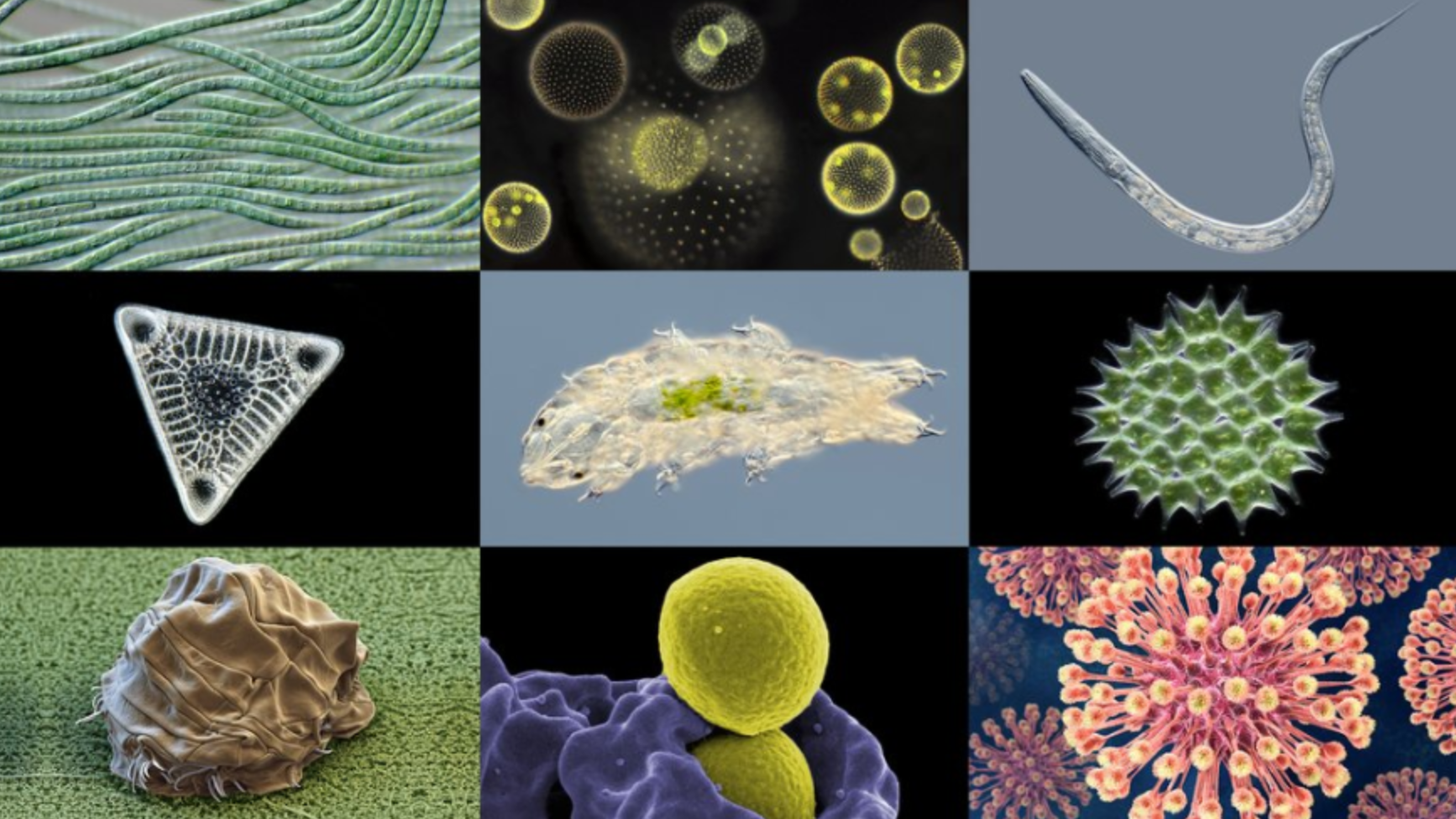 Source: Micropia museum (Forbes.com)