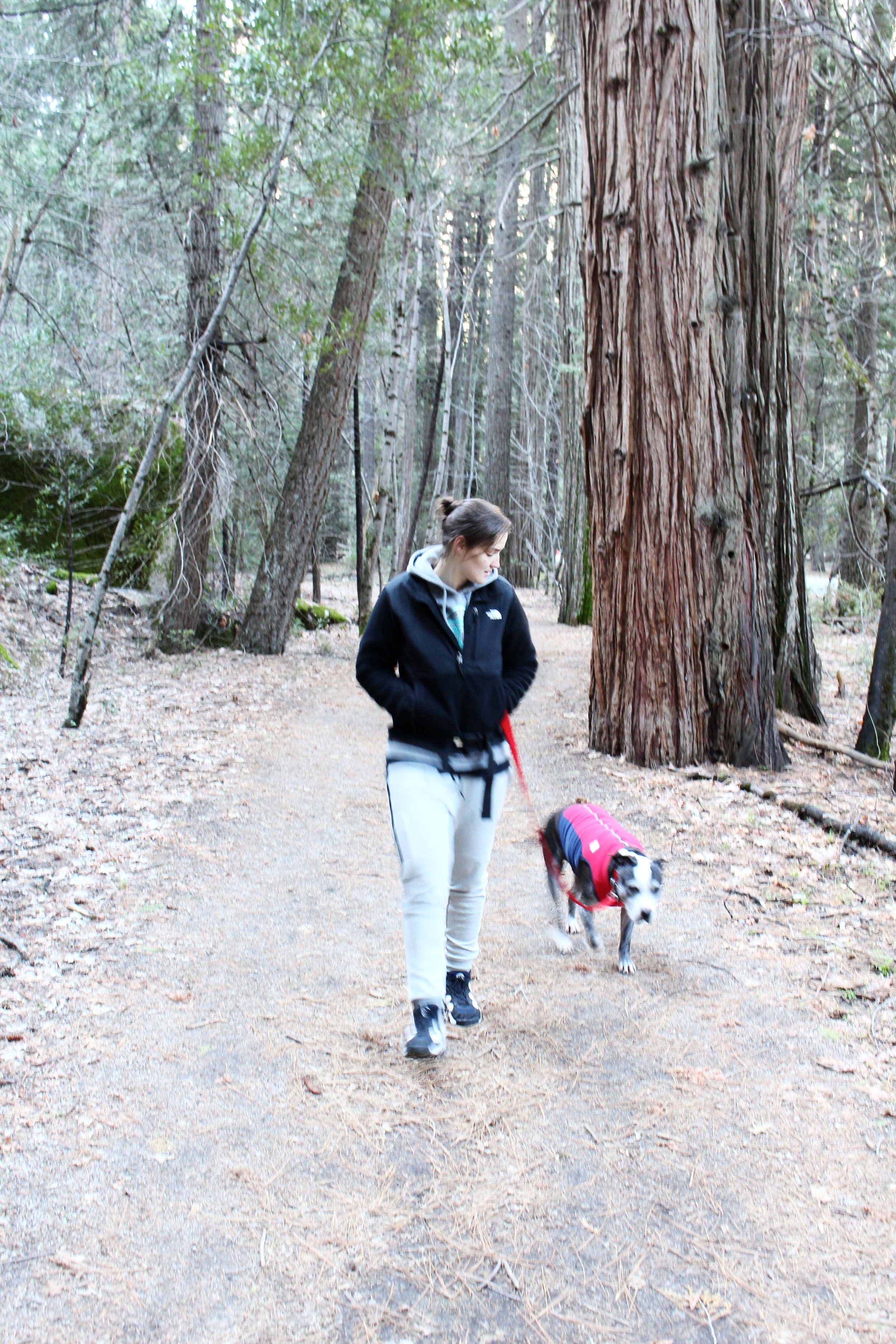 dog friendly yosemite