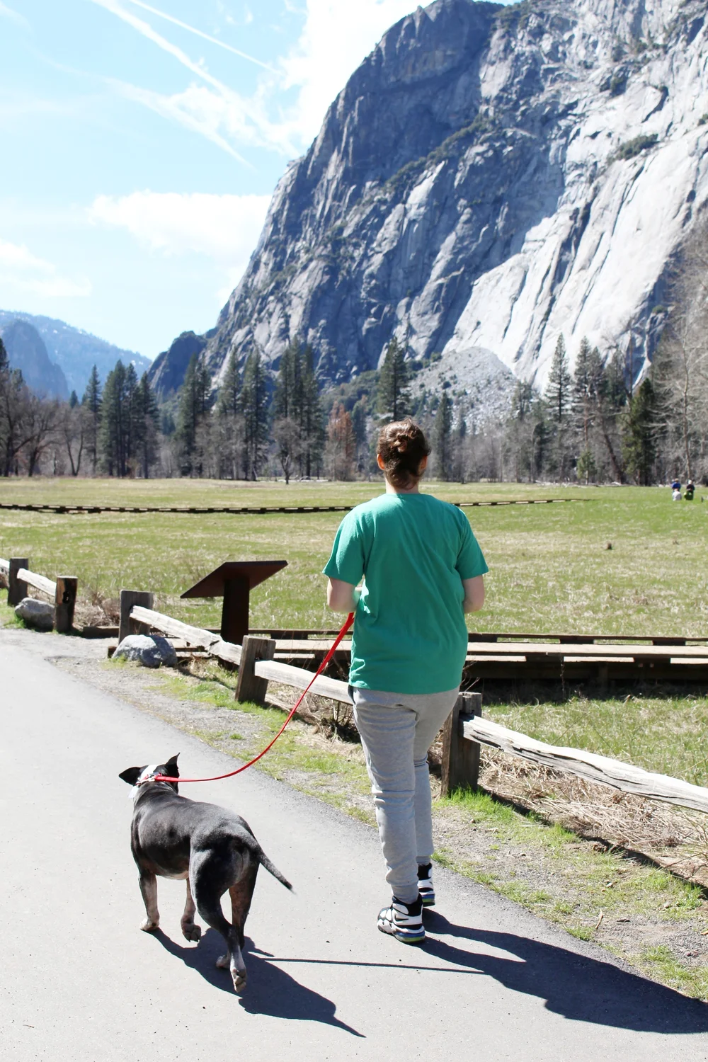 Are Dogs Allowed In Yosemite Park