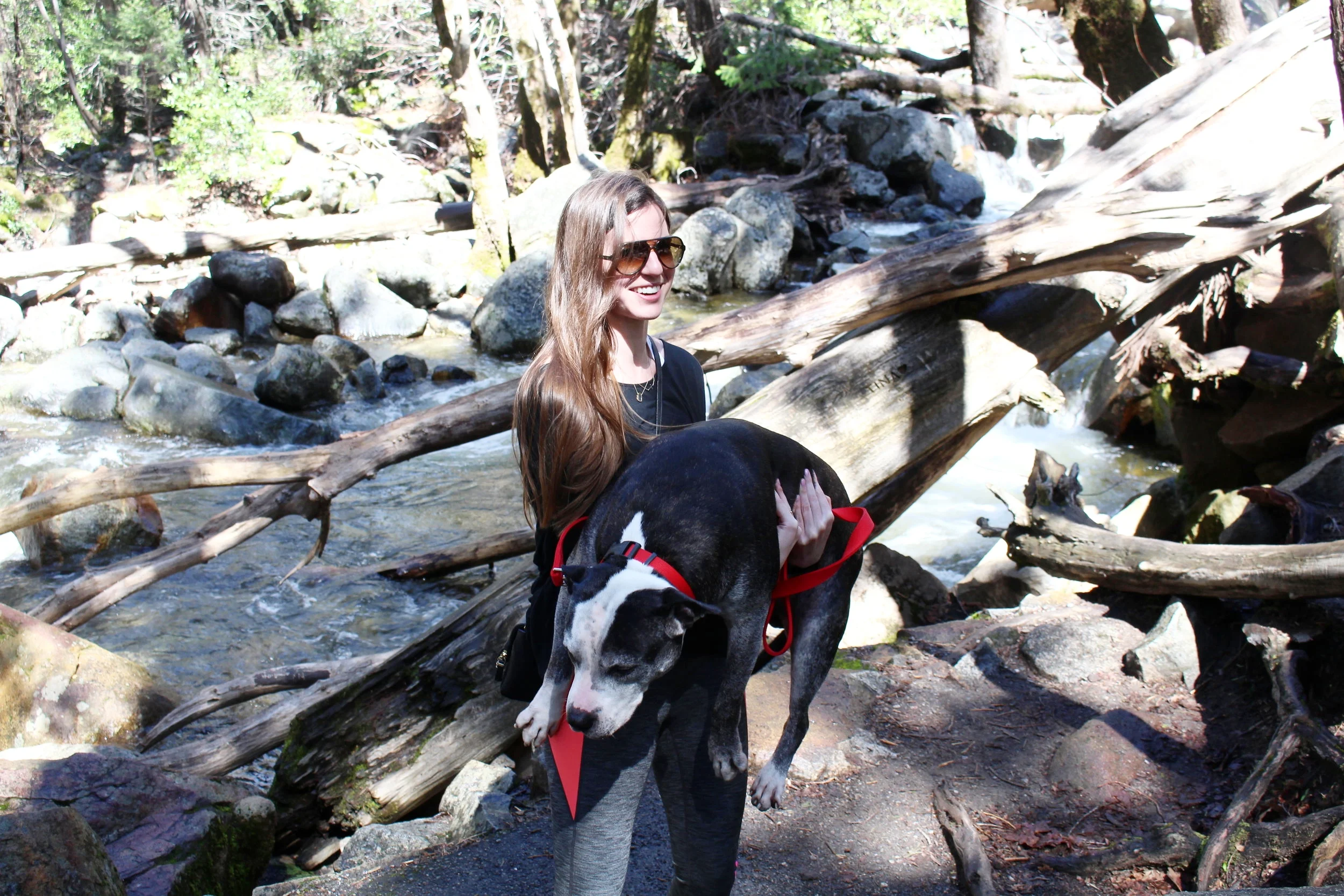 Tips For Visiting Yosemite With A Dog Have Dog Will Drive