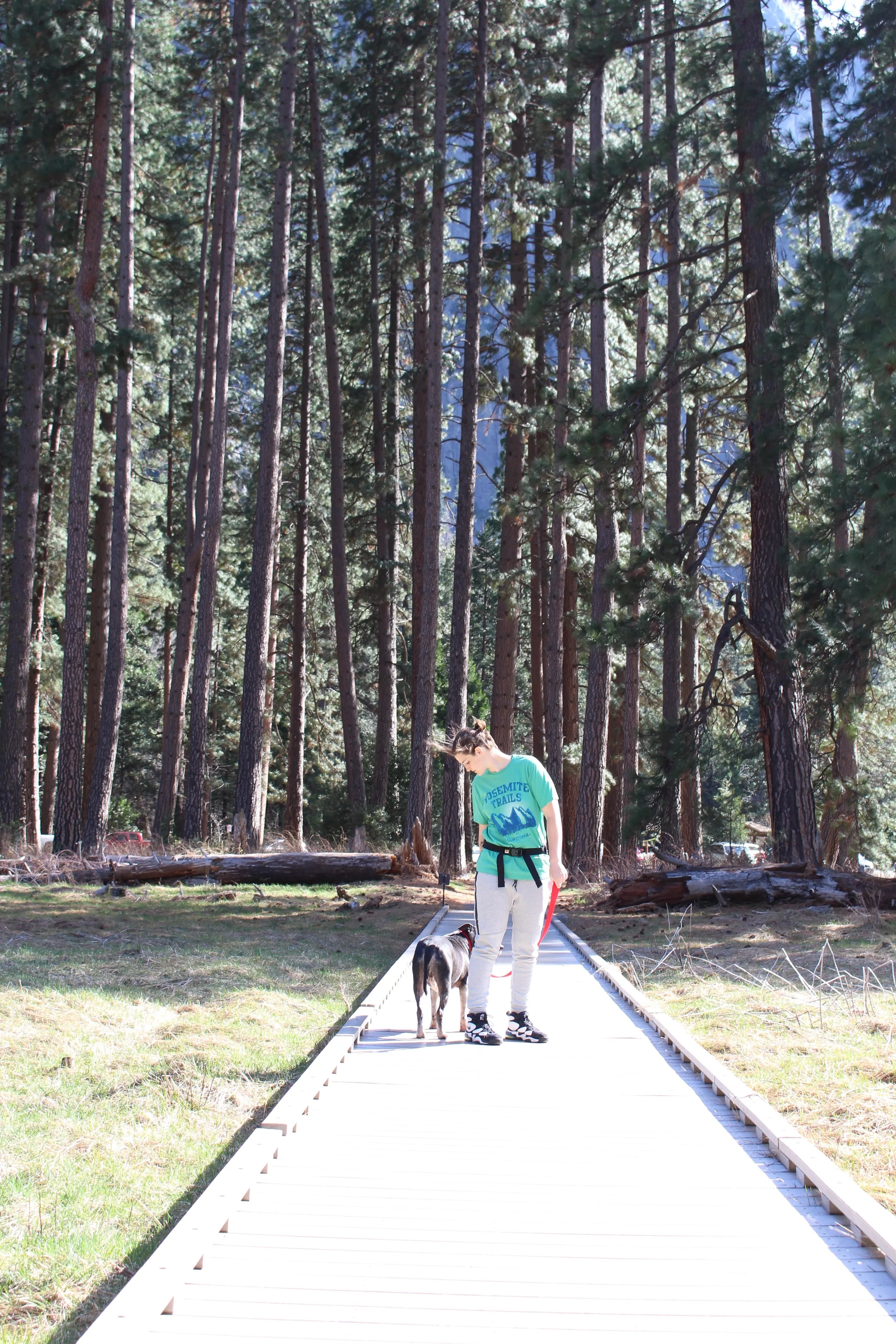 Tips For Visiting Yosemite With A Dog Have Dog Will Drive