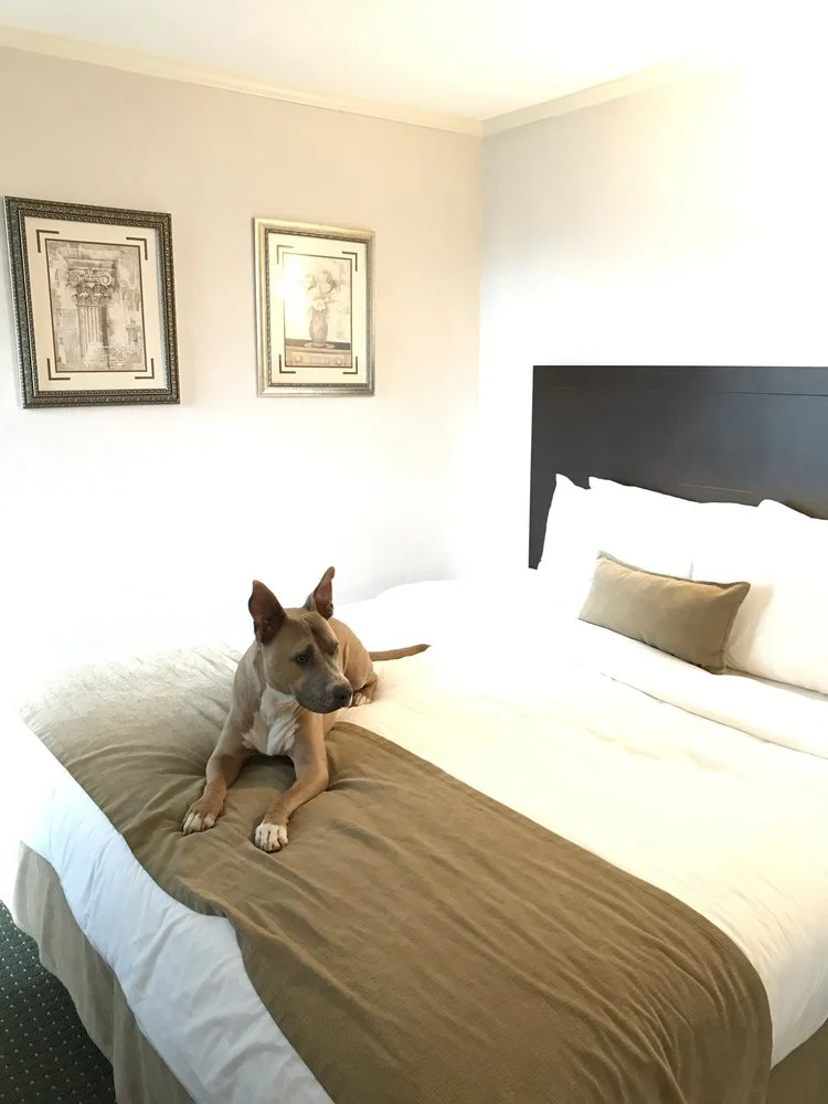How to Stay in a Hotel with a Dog — Have Dog, Will Drive