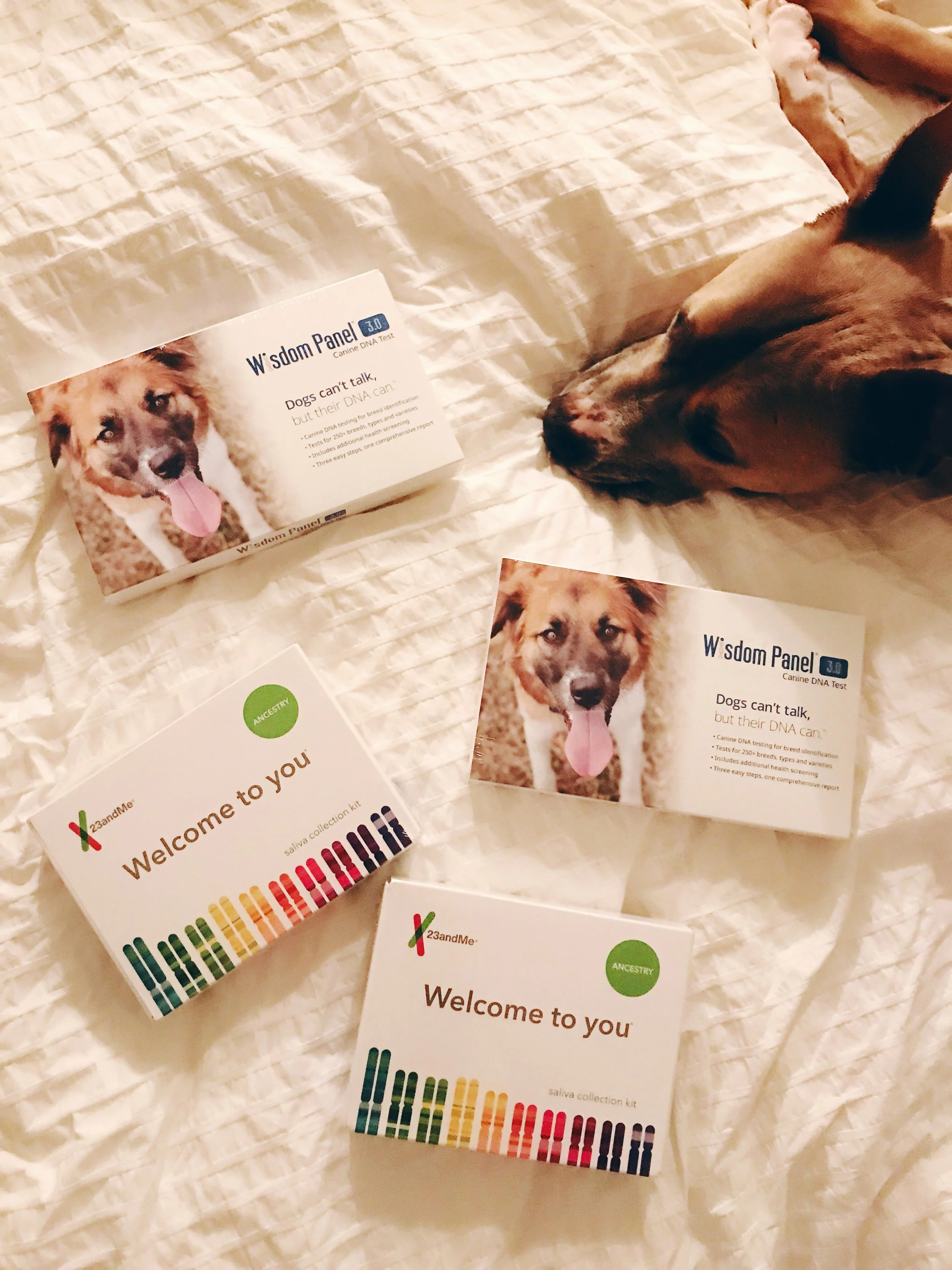 diamond naturals dog food large breed puppy