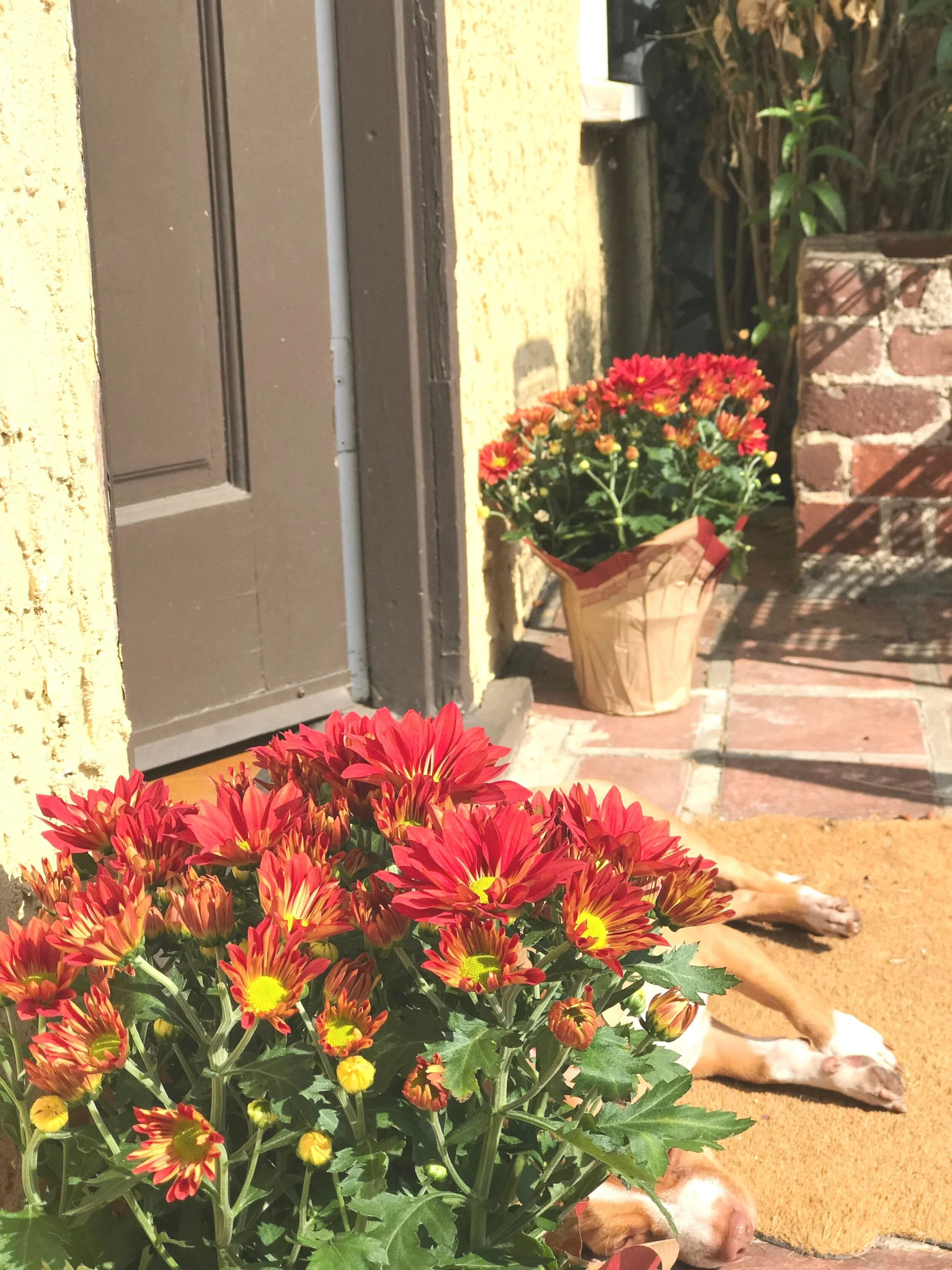 Mums_Front_Porch.jpg