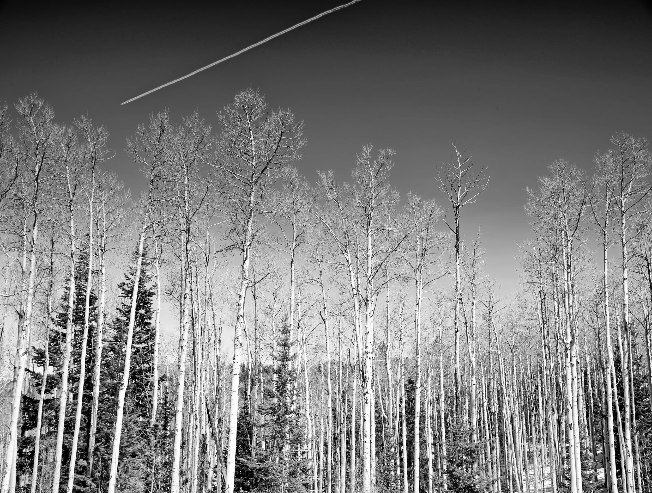 trees (1 of 1).jpg