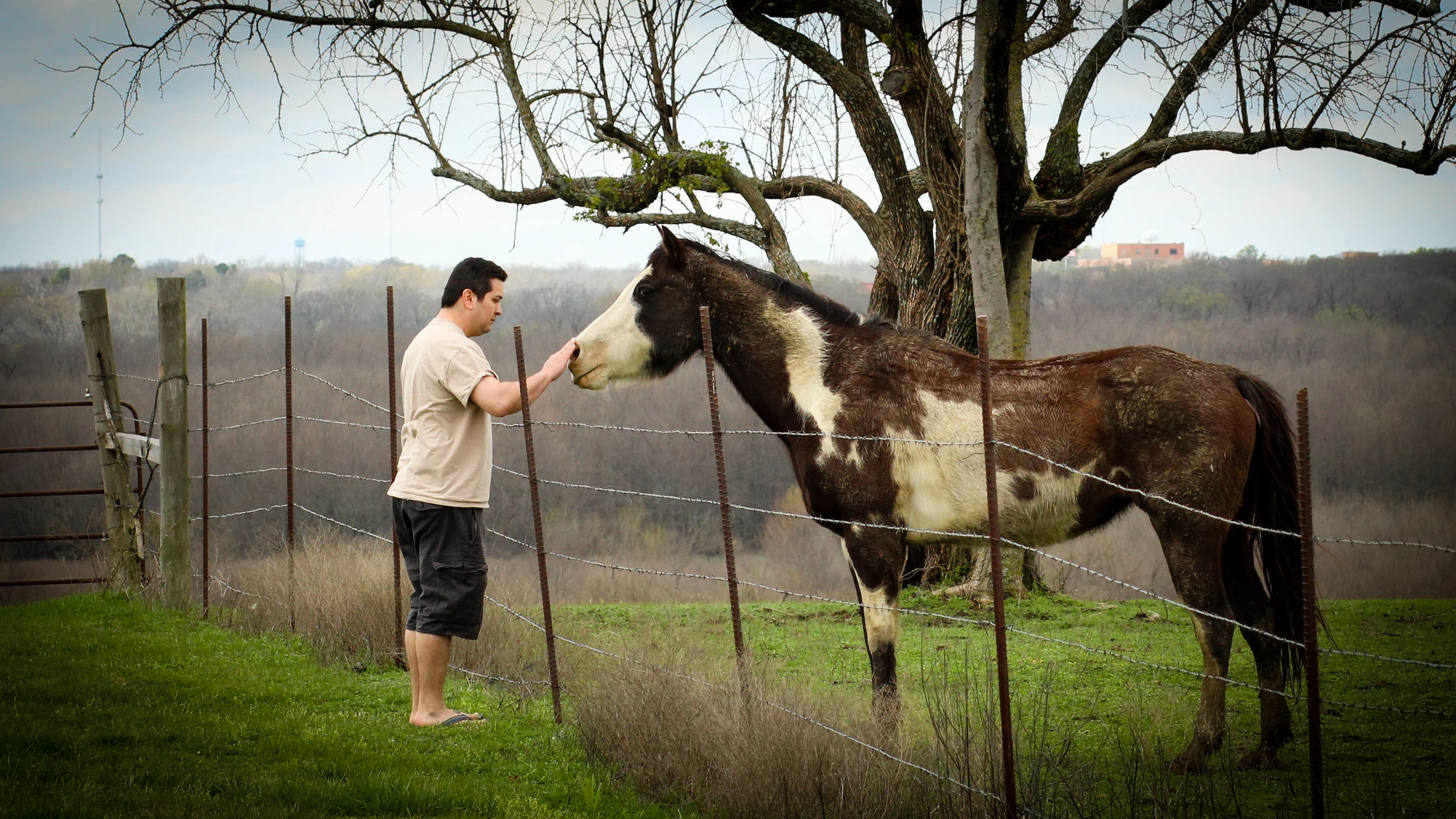 Horse-8264.jpg